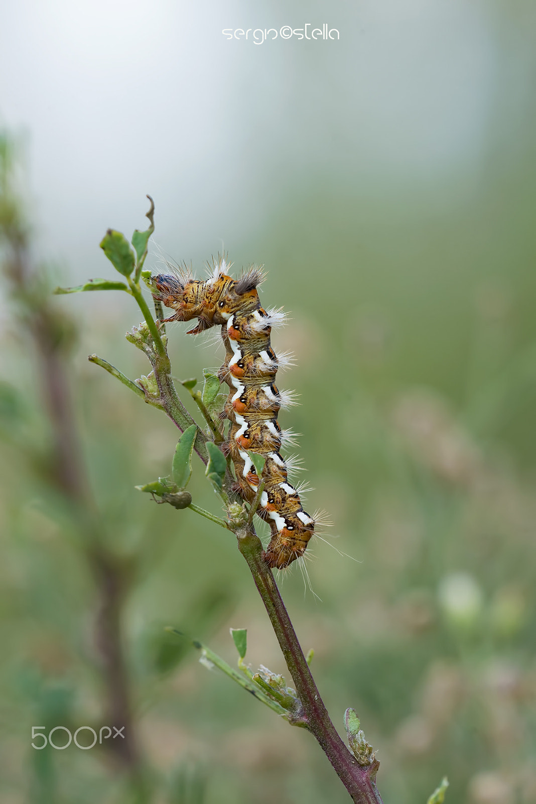 Sigma 150mm F2.8 EX DG Macro HSM sample photo. Acronicta rumicis bruco___ photography