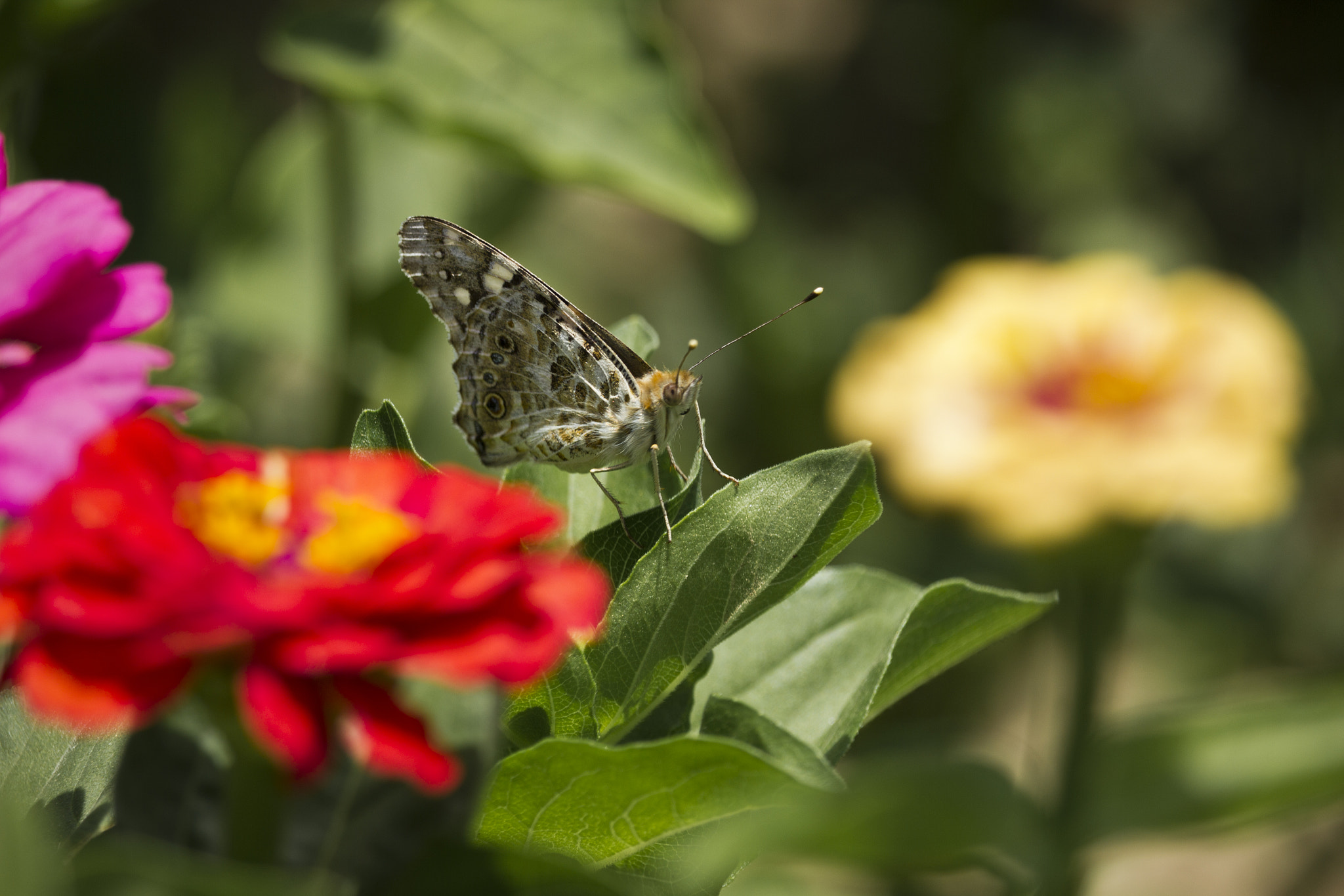 Canon EF-S 55-250mm F4-5.6 IS STM sample photo. Butterfly photography