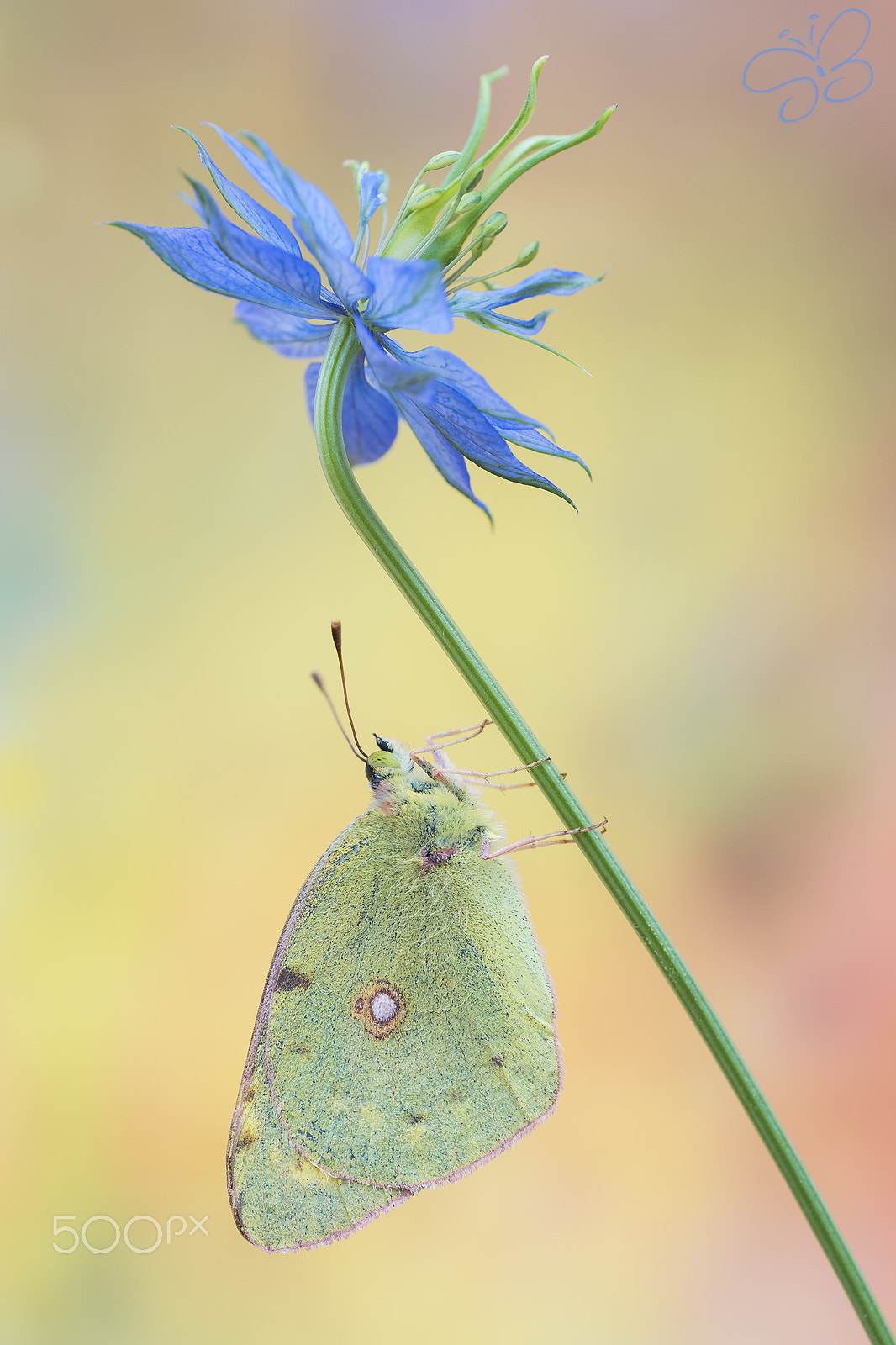 Sigma 150mm F2.8 EX DG OS Macro HSM sample photo. Colias croceus photography