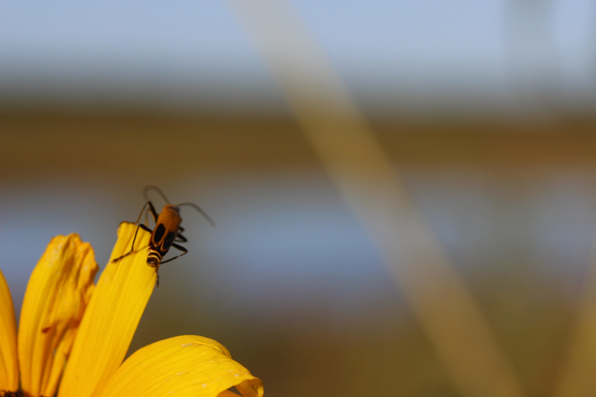 Canon EF-S 60mm F2.8 Macro USM sample photo. The great beyond photography