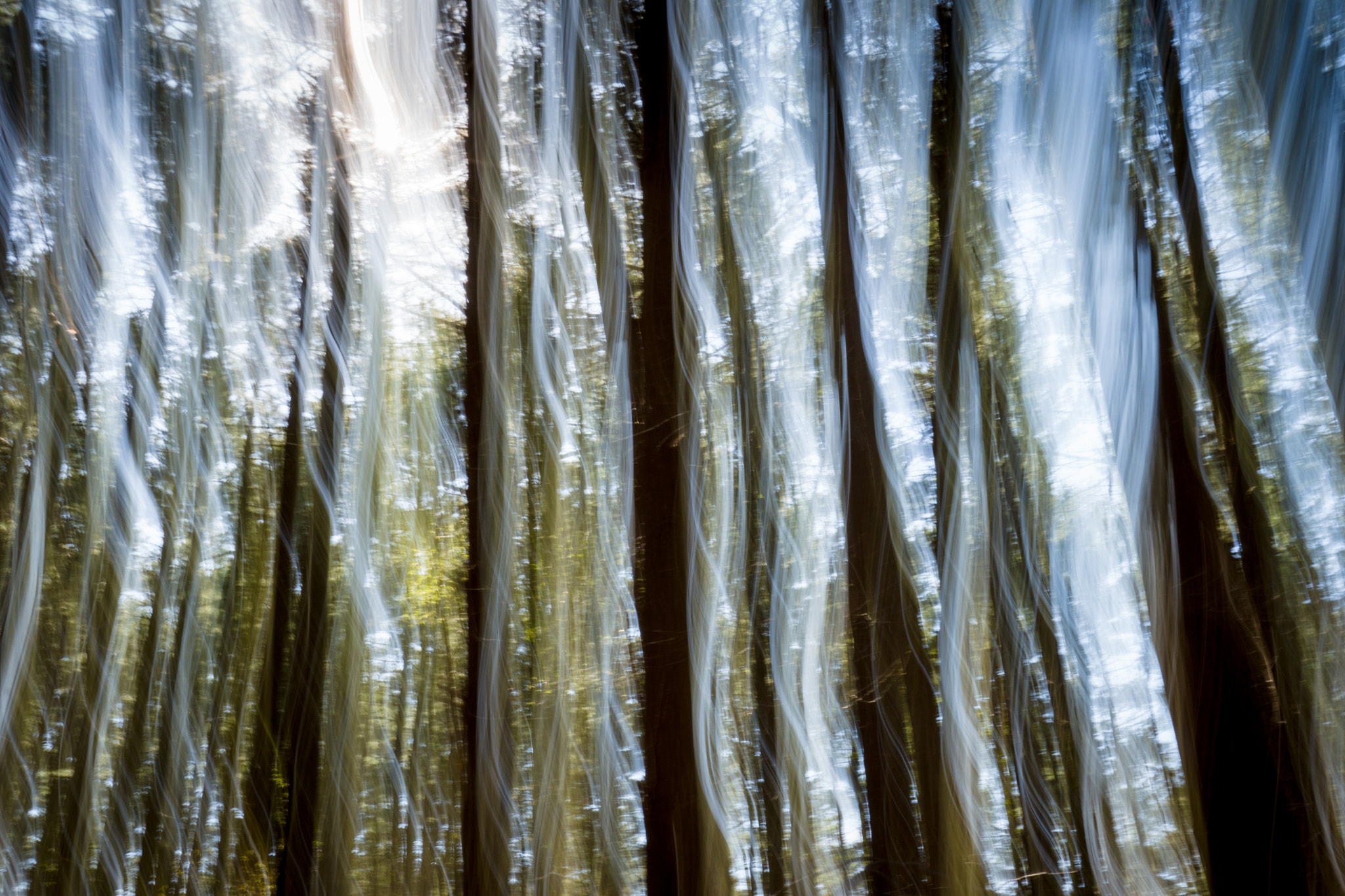 Sony a6300 + Sony Sonnar T* E 24mm F1.8 ZA sample photo. The forest cools the falling photons photography