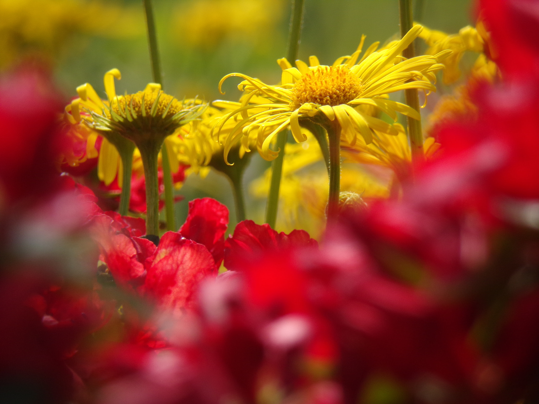 JK KODAK PIXPRO AZ421 sample photo. Yellow flowers with red blurred flowers ! photography