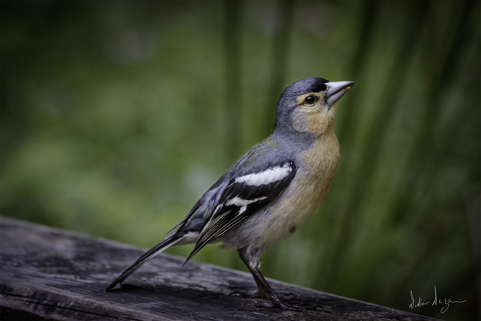 Canon EOS 50D + Canon EF 70-200mm F4L IS USM sample photo. Bird.... photography
