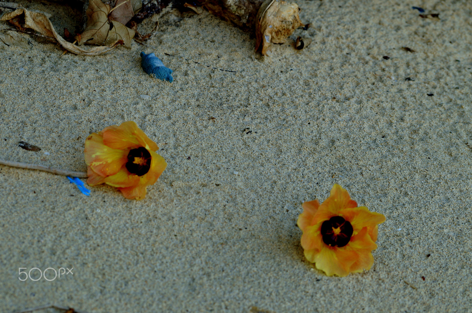 Sony SLT-A57 sample photo. Yellow hibiscus on the beach photography