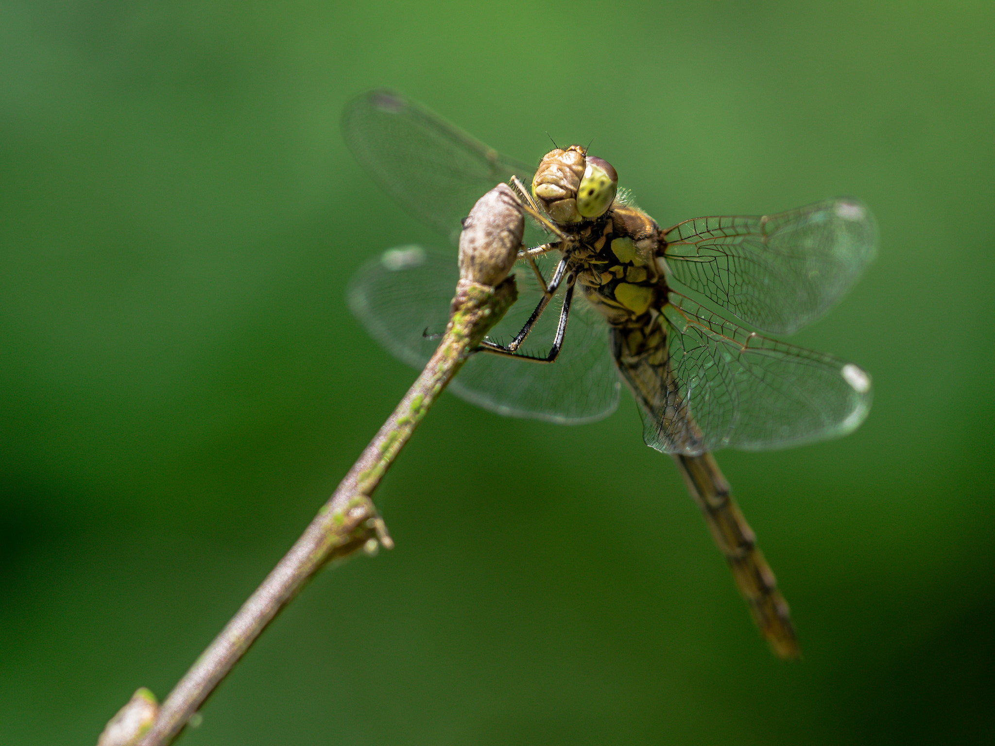 Sigma 150mm F2.8 EX DG Macro HSM sample photo