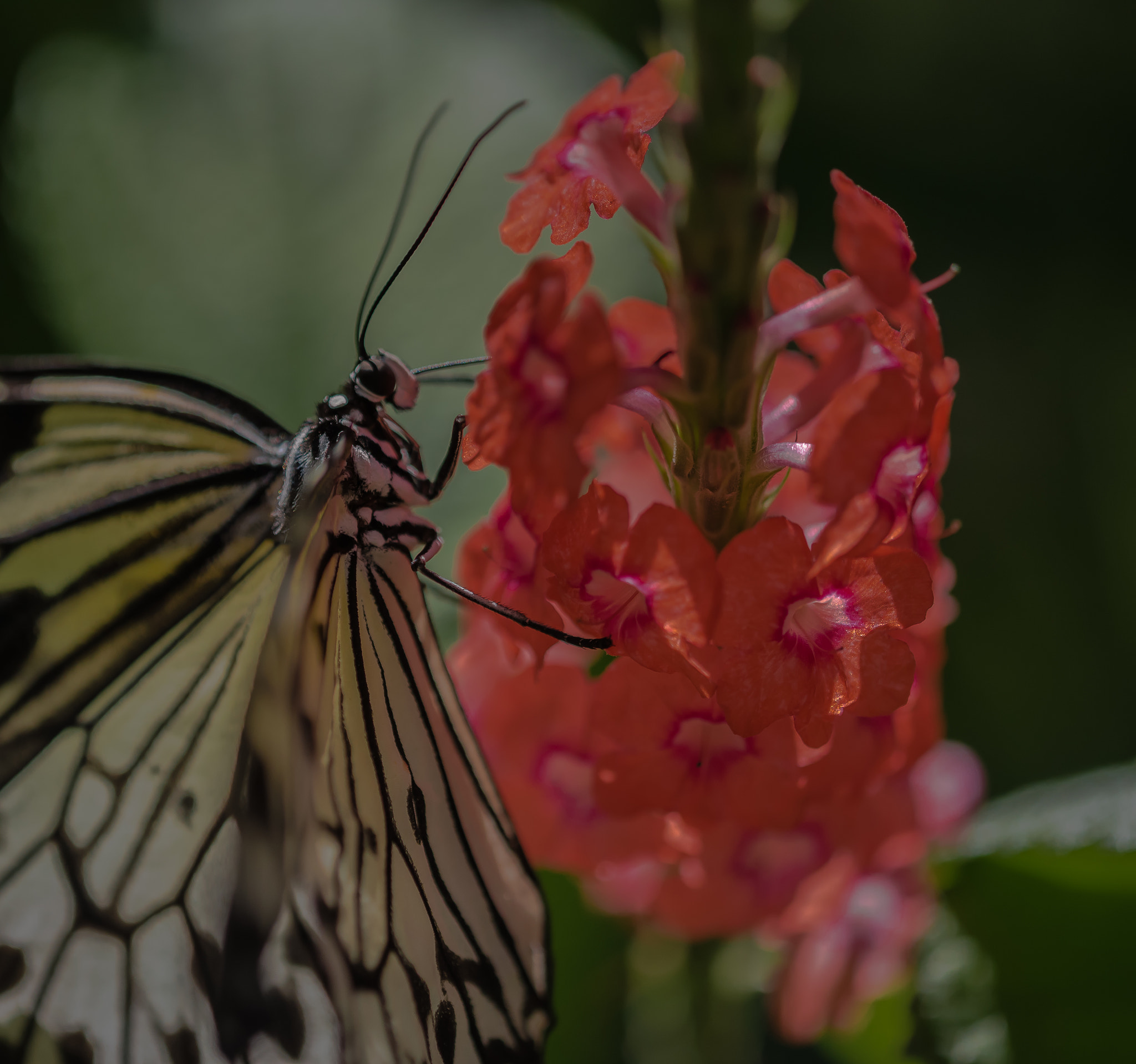 Nikon D750 sample photo. Butterfly photography