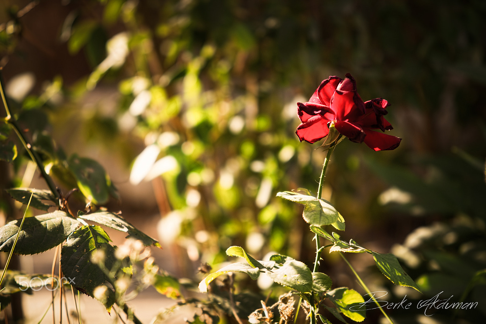 Canon EF 70-200mm F2.8L USM sample photo. Vermilion ii photography