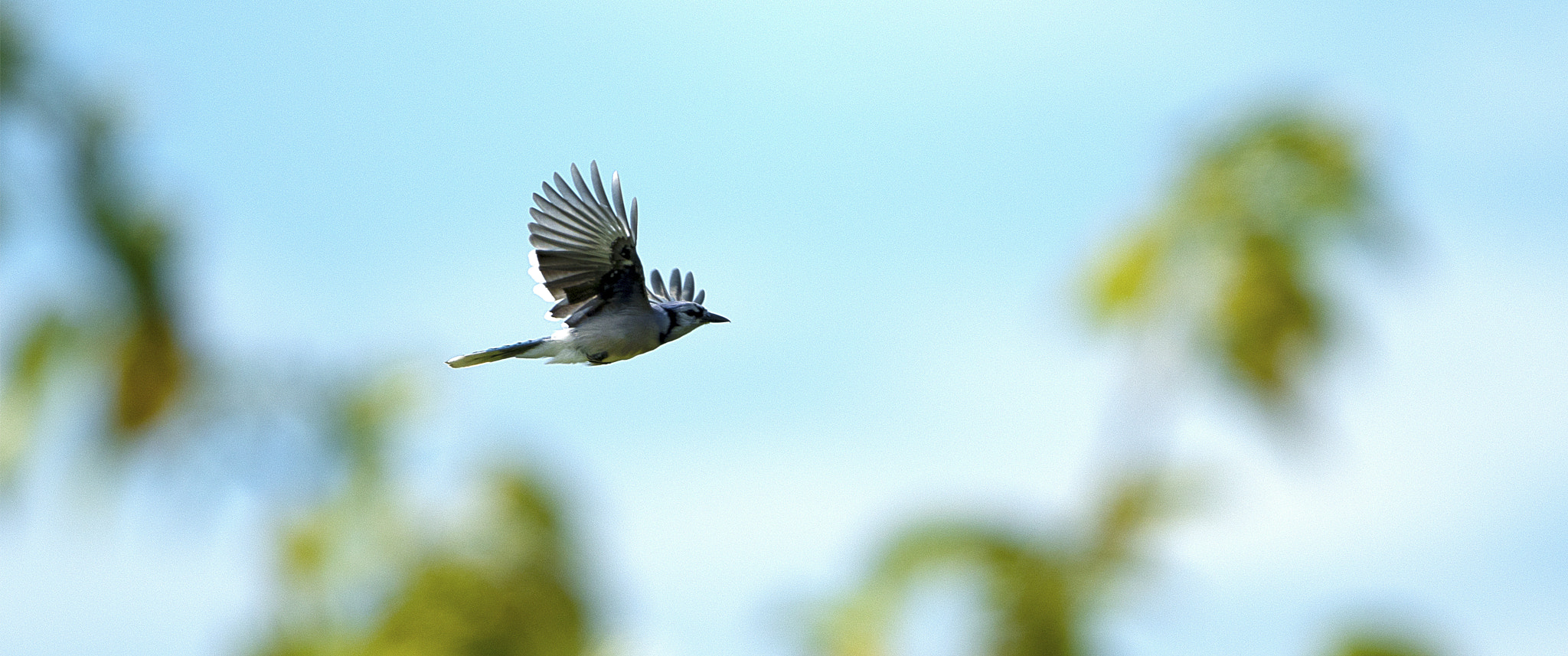 Nikon AF-S Nikkor 800mm F5.6E FL ED VR sample photo. Day at the lake photography