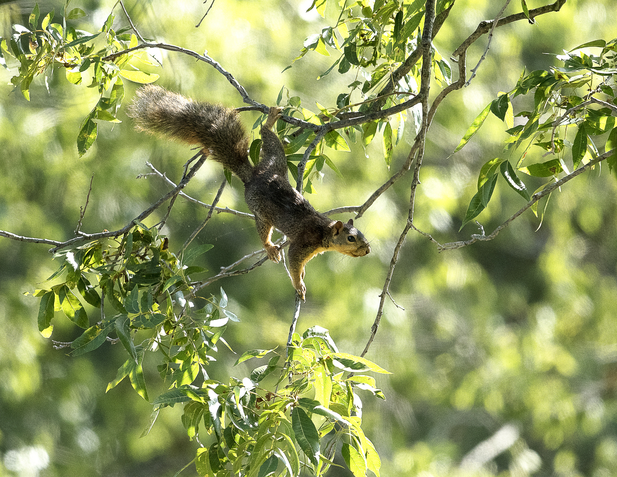 Nikon AF-S Nikkor 800mm F5.6E FL ED VR sample photo. Day at the lake photography