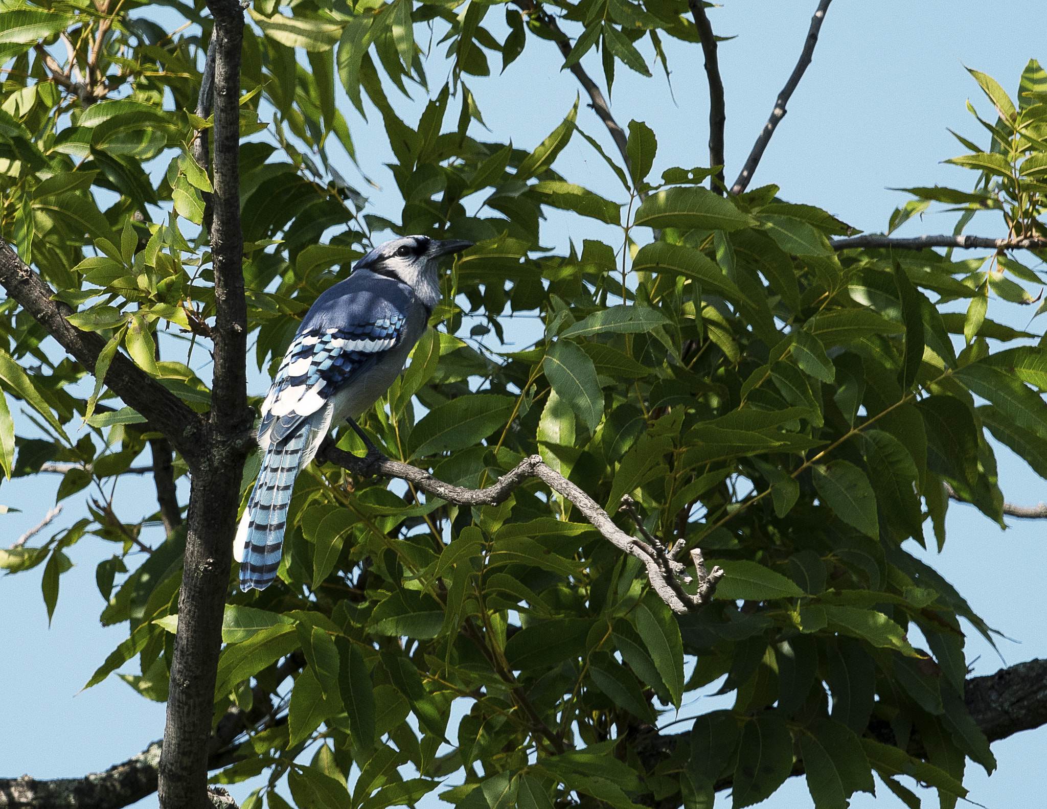 Nikon AF-S Nikkor 800mm F5.6E FL ED VR sample photo. Day at the lake photography