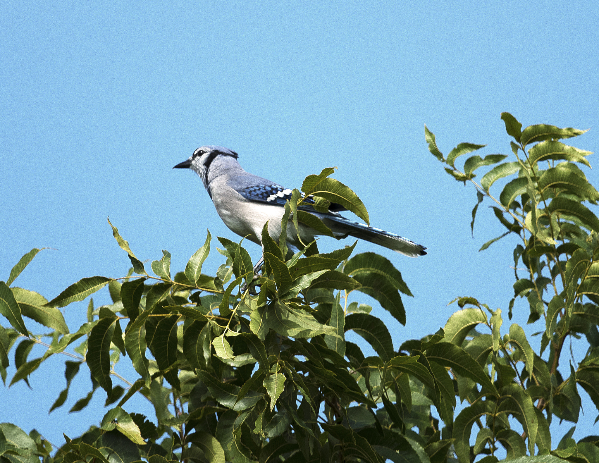 Nikon D500 + Nikon AF-S Nikkor 800mm F5.6E FL ED VR sample photo. Day at the lake photography