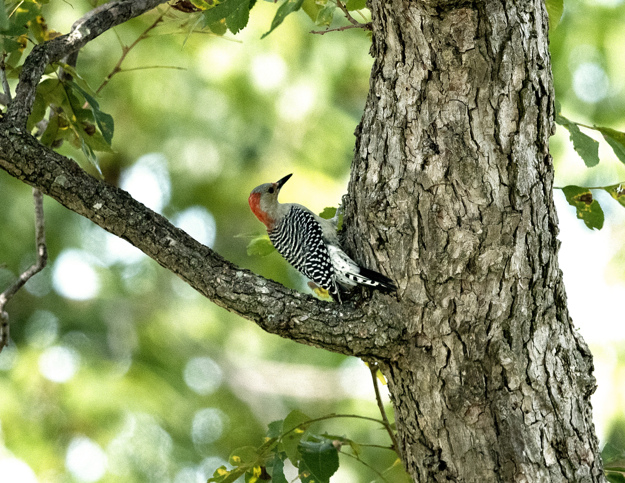 Nikon D500 + Nikon AF-S Nikkor 800mm F5.6E FL ED VR sample photo. Day at the lake photography