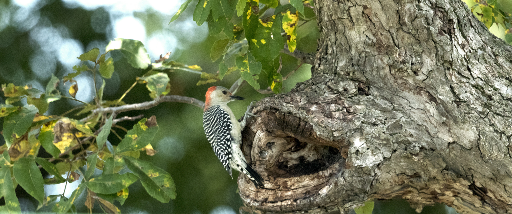 Nikon AF-S Nikkor 800mm F5.6E FL ED VR sample photo. Day at the lake photography