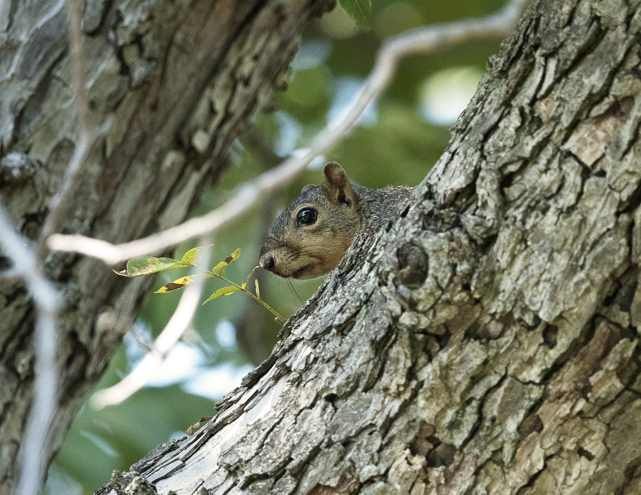 Nikon AF-S Nikkor 800mm F5.6E FL ED VR sample photo. Day at the lake photography