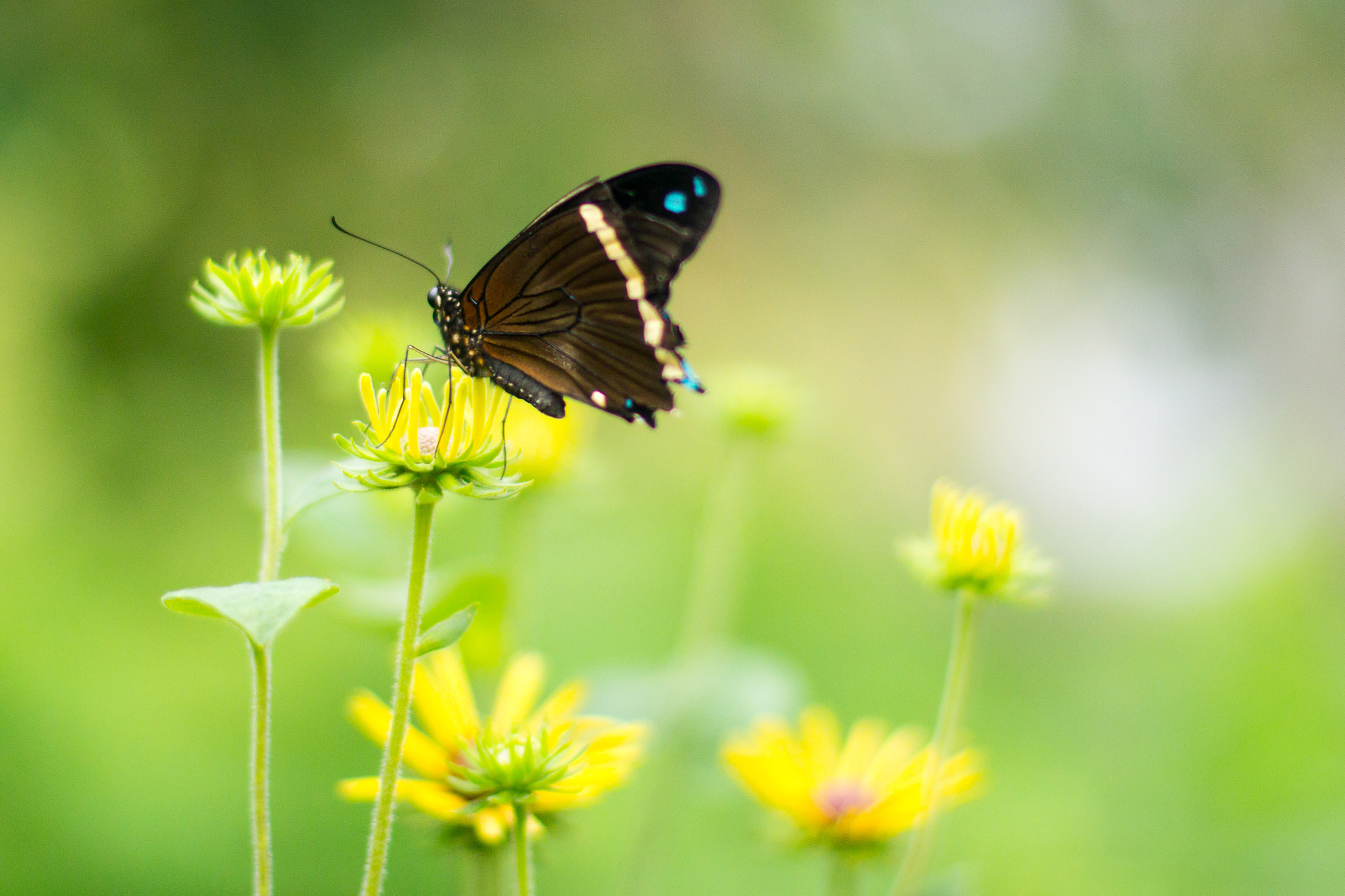 Canon EOS 650D (EOS Rebel T4i / EOS Kiss X6i) sample photo. Butterfly in the garden. photography