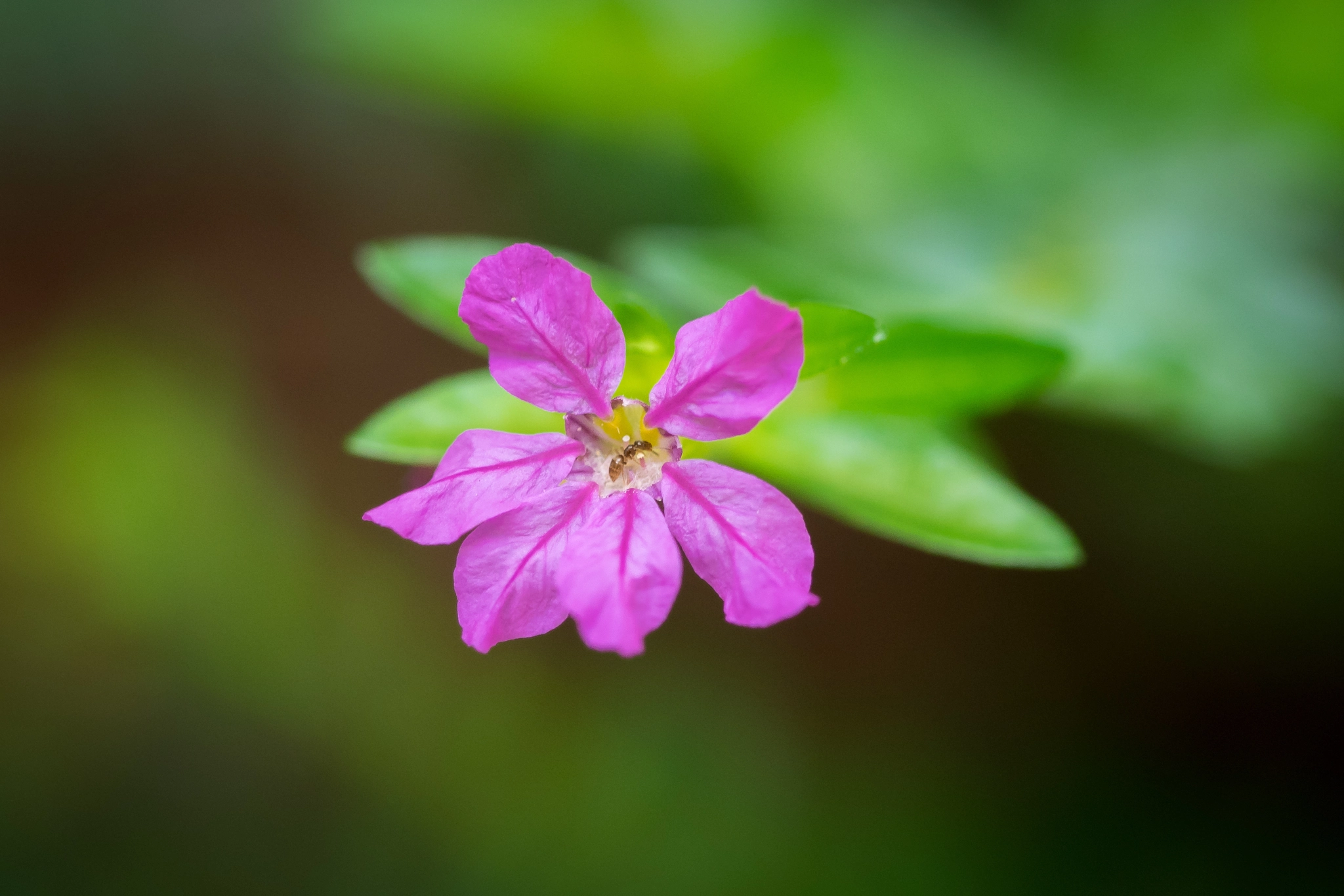 Olympus OM-D E-M1 + OLYMPUS 50mm Lens sample photo. Flor photography