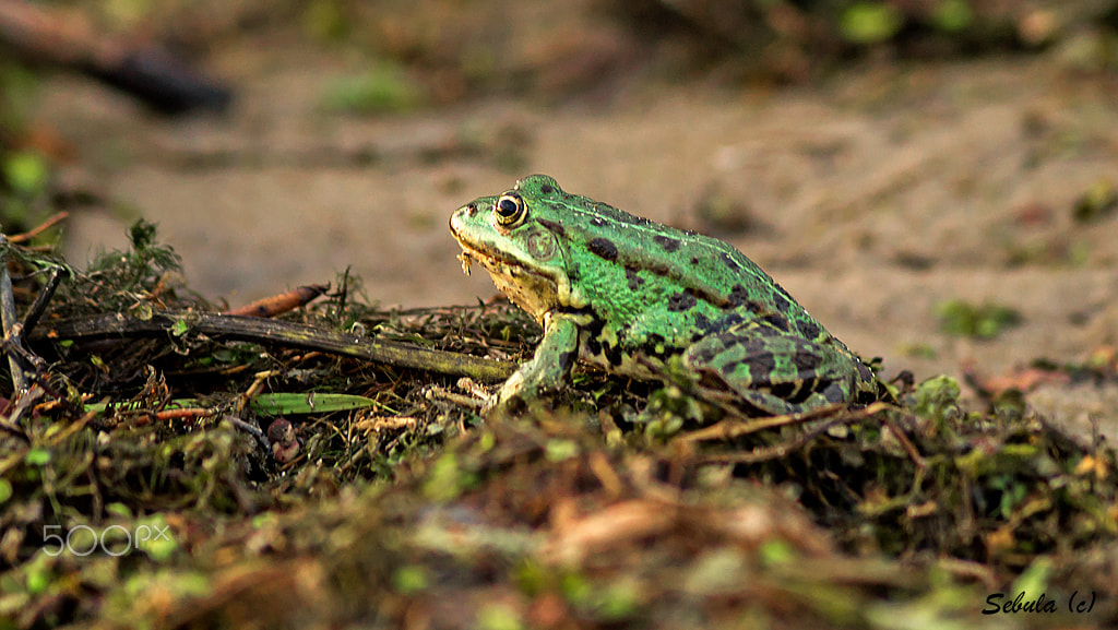 Sony DT 55-200mm F4-5.6 SAM sample photo. Frog photography