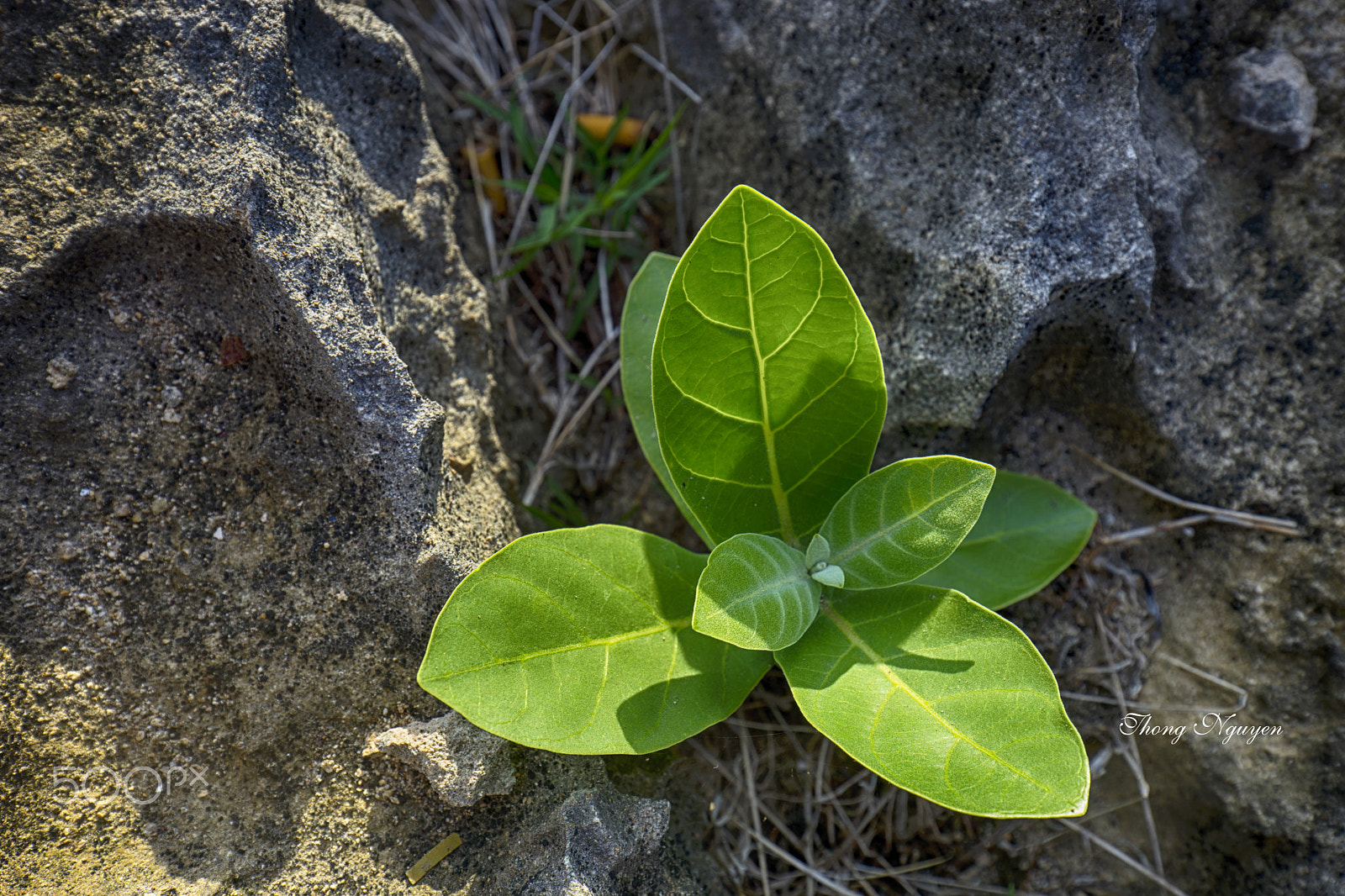 Tamron 18-270mm F3.5-6.3 Di II PZD sample photo. New green on rock photography