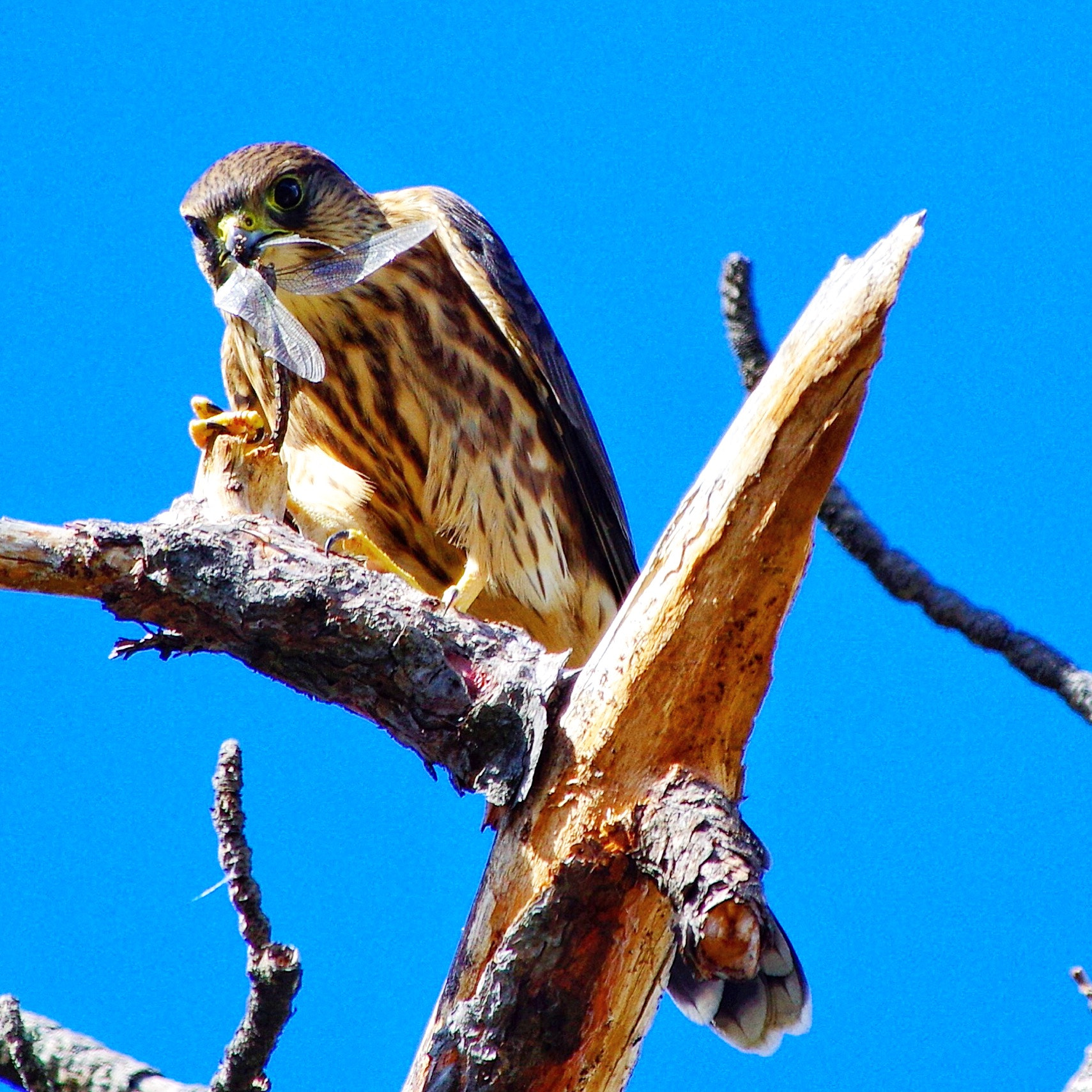 Pentax smc DA* 300mm F4.0 ED (IF) SDM sample photo. Merlin photography