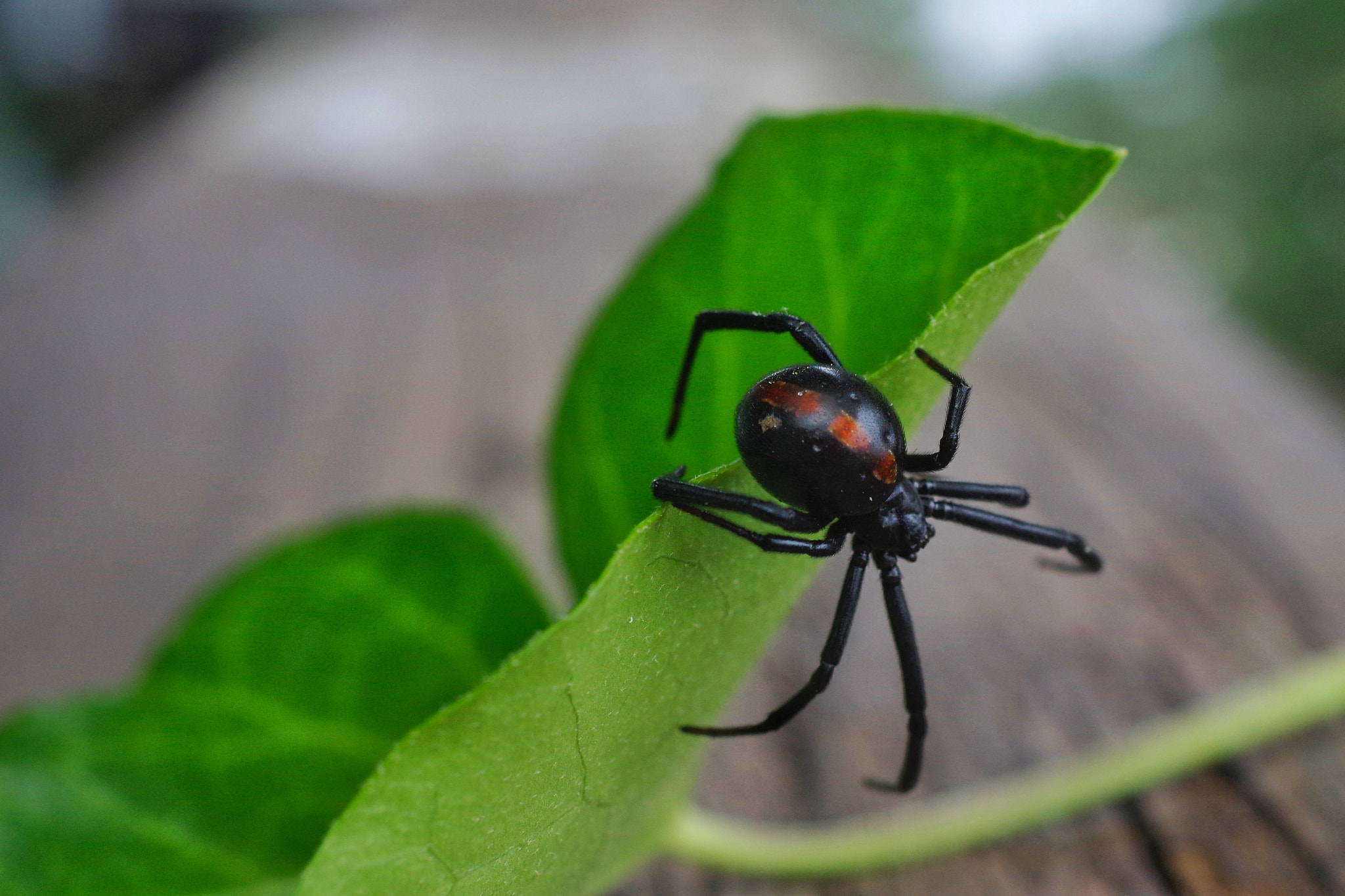 Pentax smc DA 35mm F2.8 Macro Limited sample photo. Black widow photography