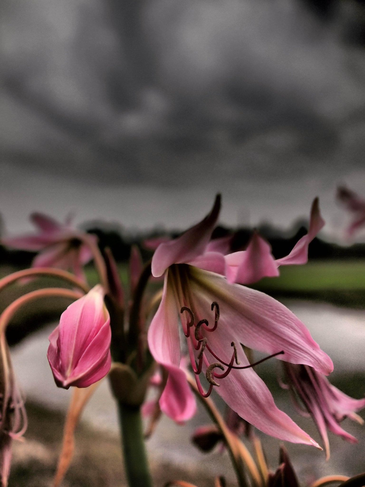 Olympus E-5 + OLYMPUS 14-54mm Lens sample photo. Dying flower photography