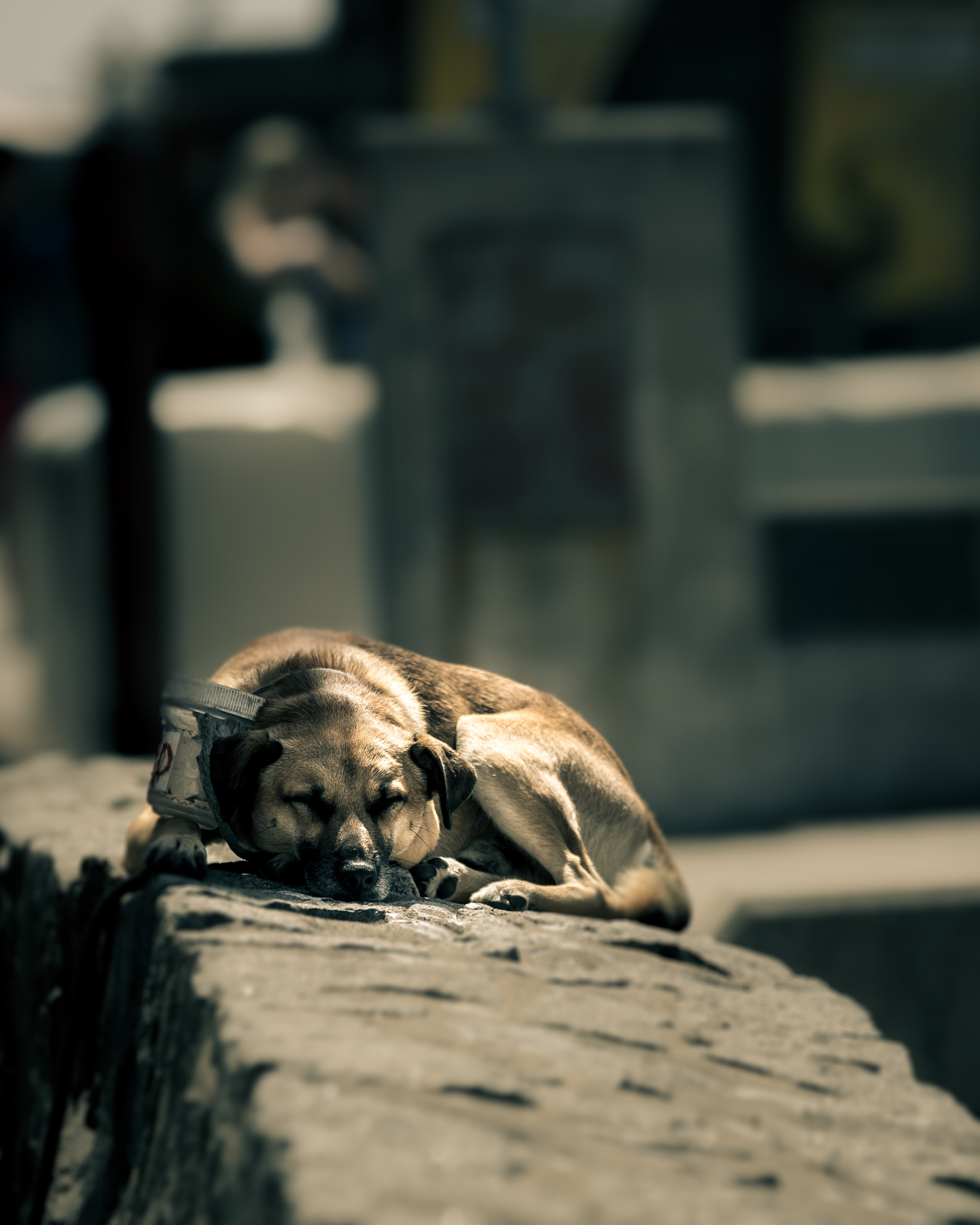 Sigma 70-200mm F2.8 EX DG OS HSM sample photo. Resting dog photography