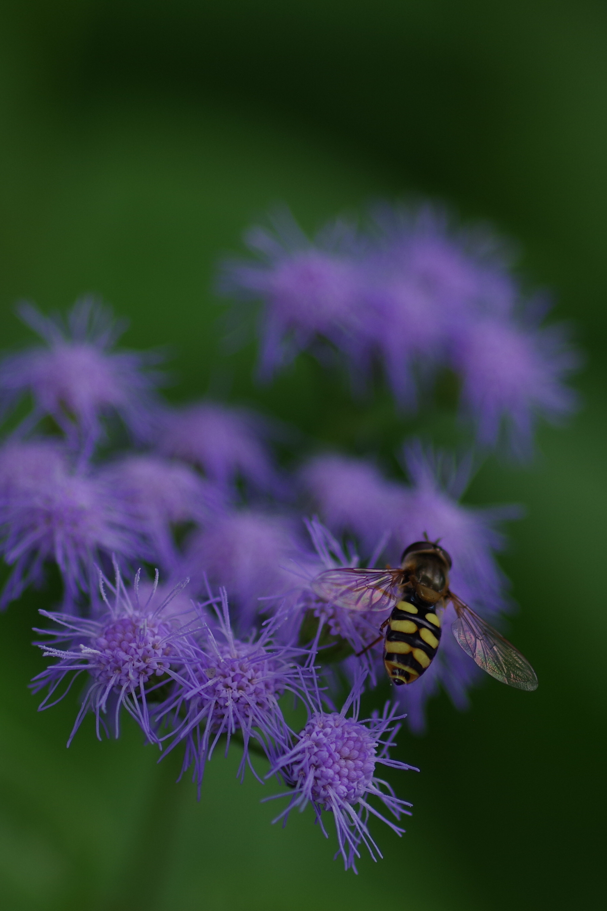 Pentax smc D-FA 100mm F2.8 Macro WR sample photo