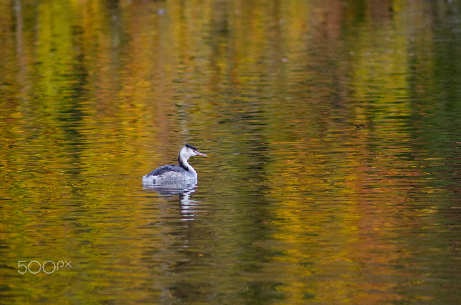 AF Nikkor 300mm f/4 IF-ED sample photo. Autumn grebe photography