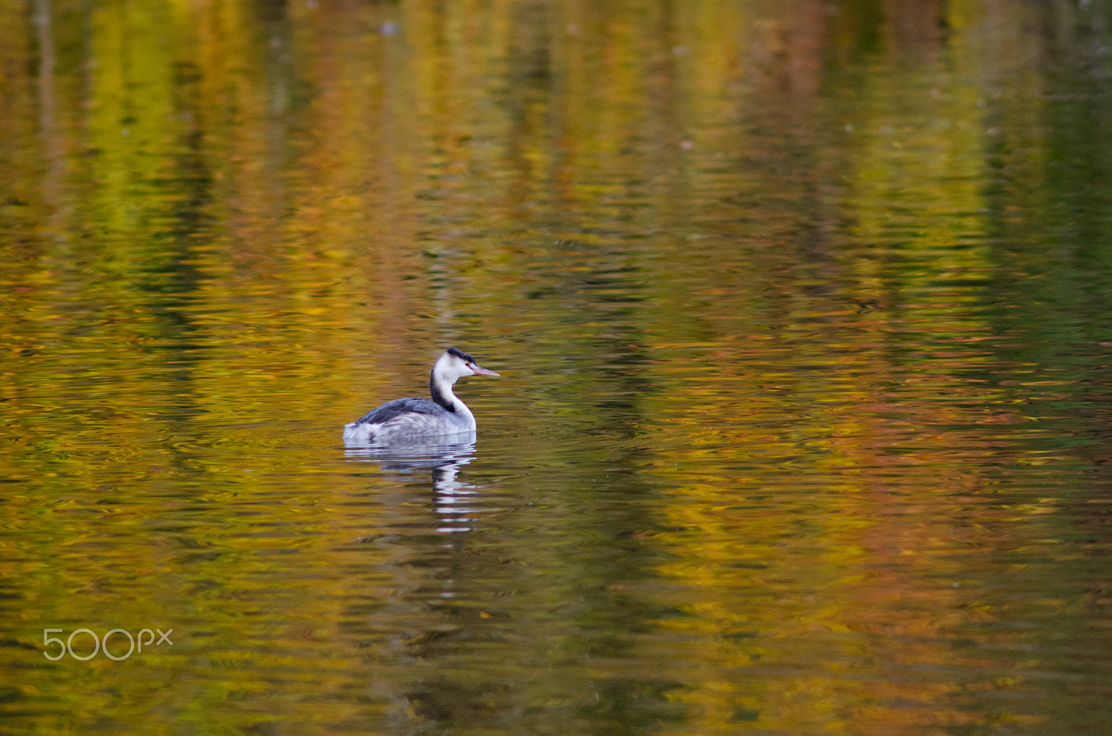 Nikon D7000 + AF Nikkor 300mm f/4 IF-ED sample photo. Autumn grebe photography