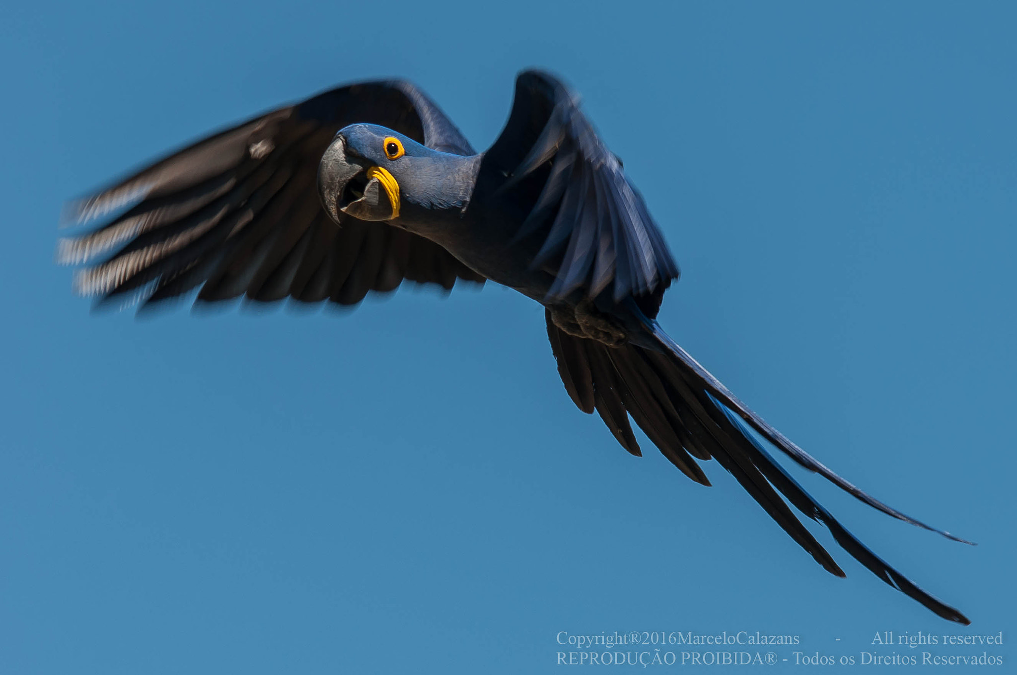 Sigma 150-500mm F5-6.3 DG OS HSM sample photo. Macaw photography