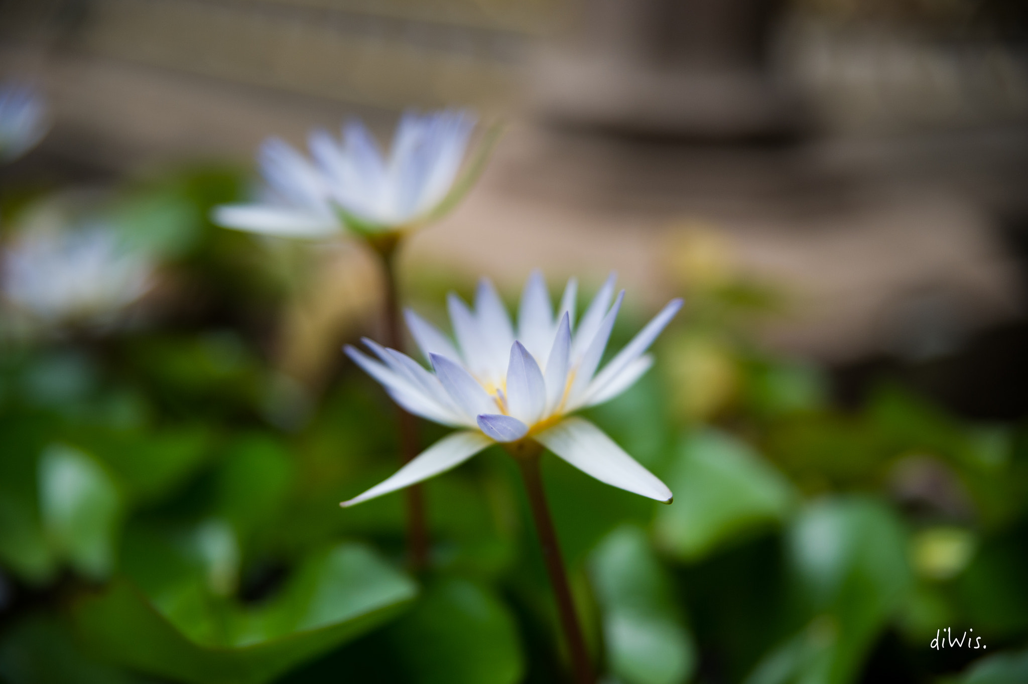 Sigma 24-70mm F2.8 EX DG HSM sample photo. Peaceful stretching photography