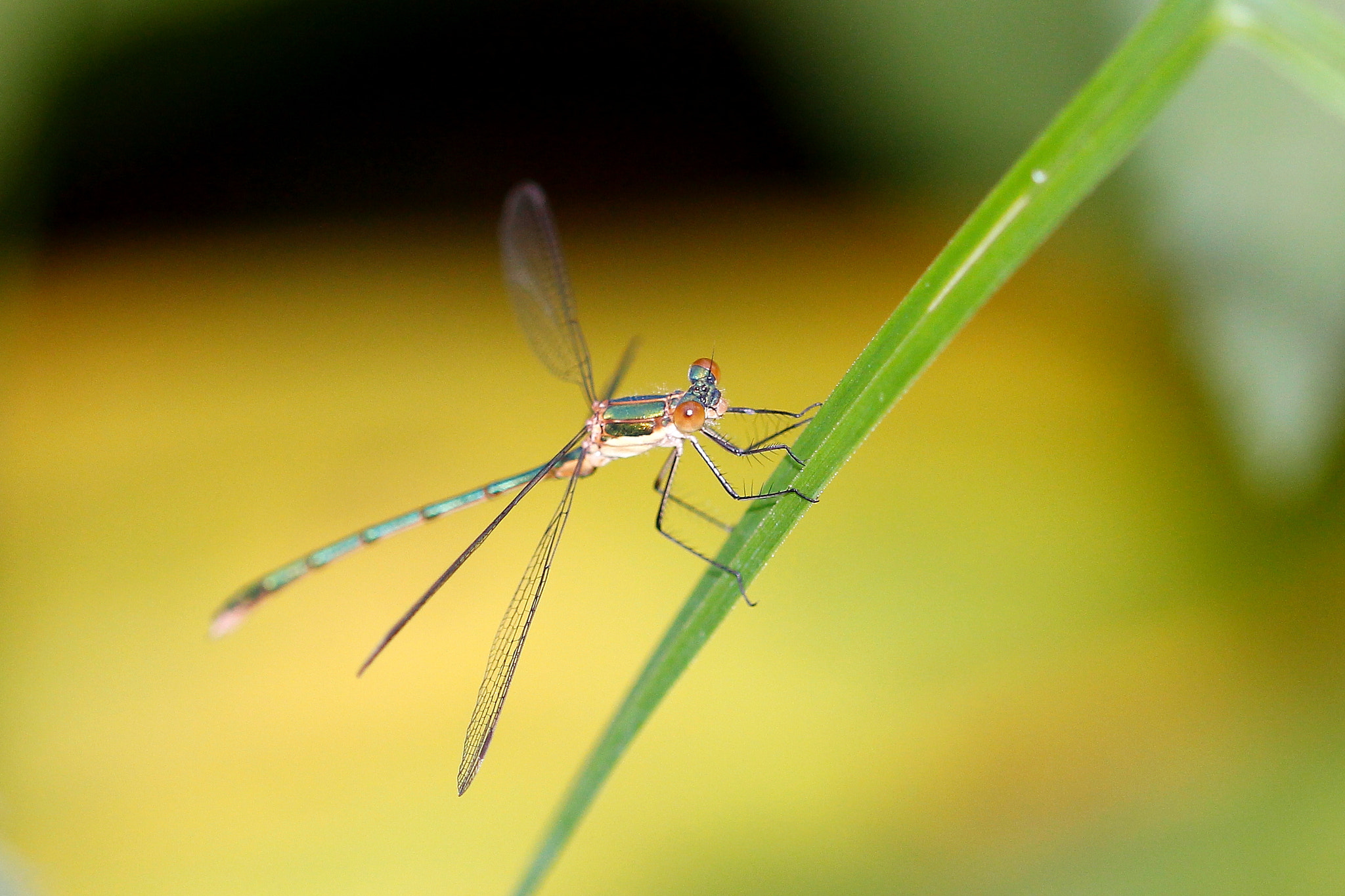 Canon EOS 60D + Canon EF 100mm F2.8L Macro IS USM sample photo. Damselfly2016 photography