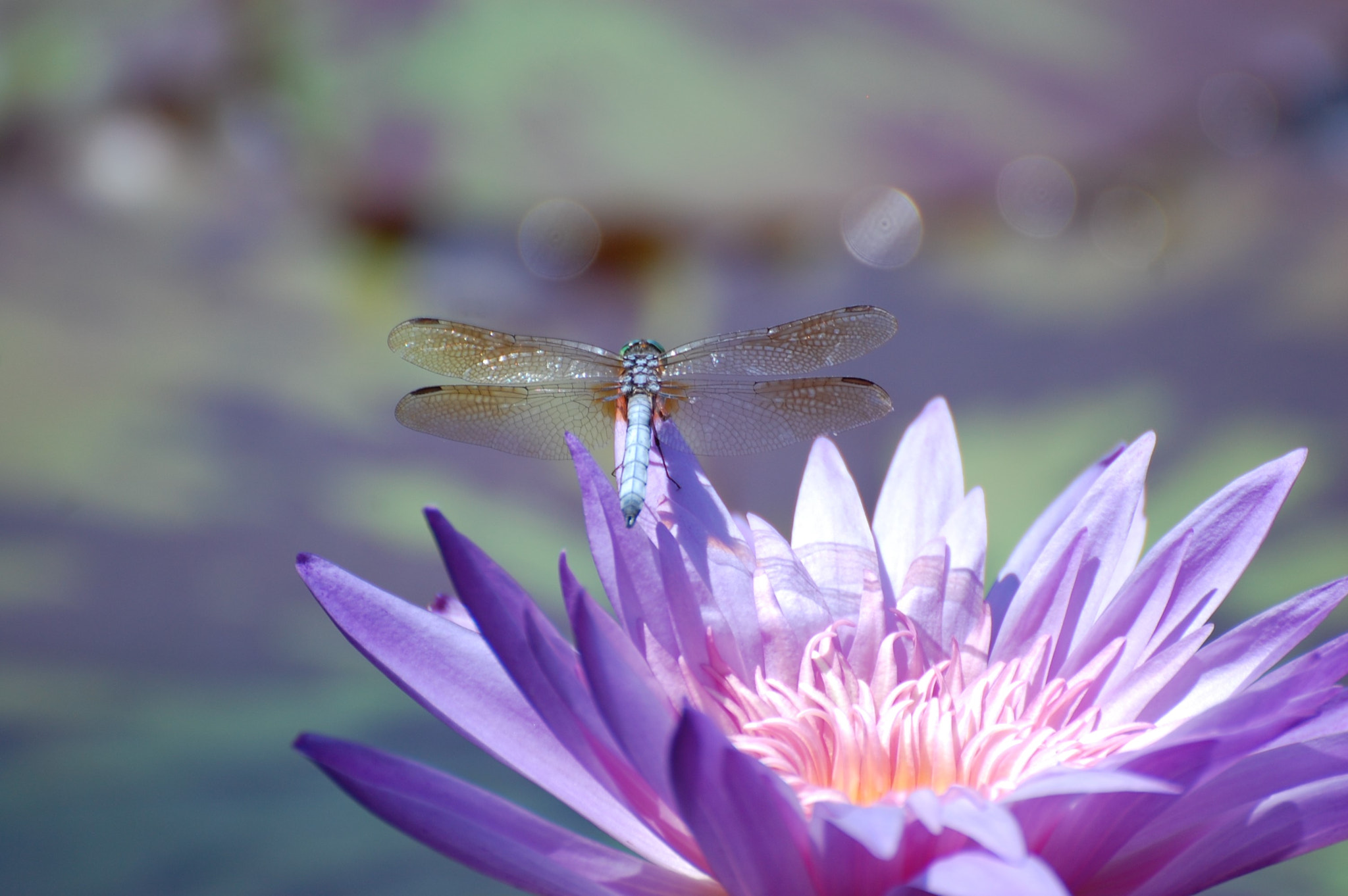 Nikon D40 sample photo. Birmingham dragonfly photography