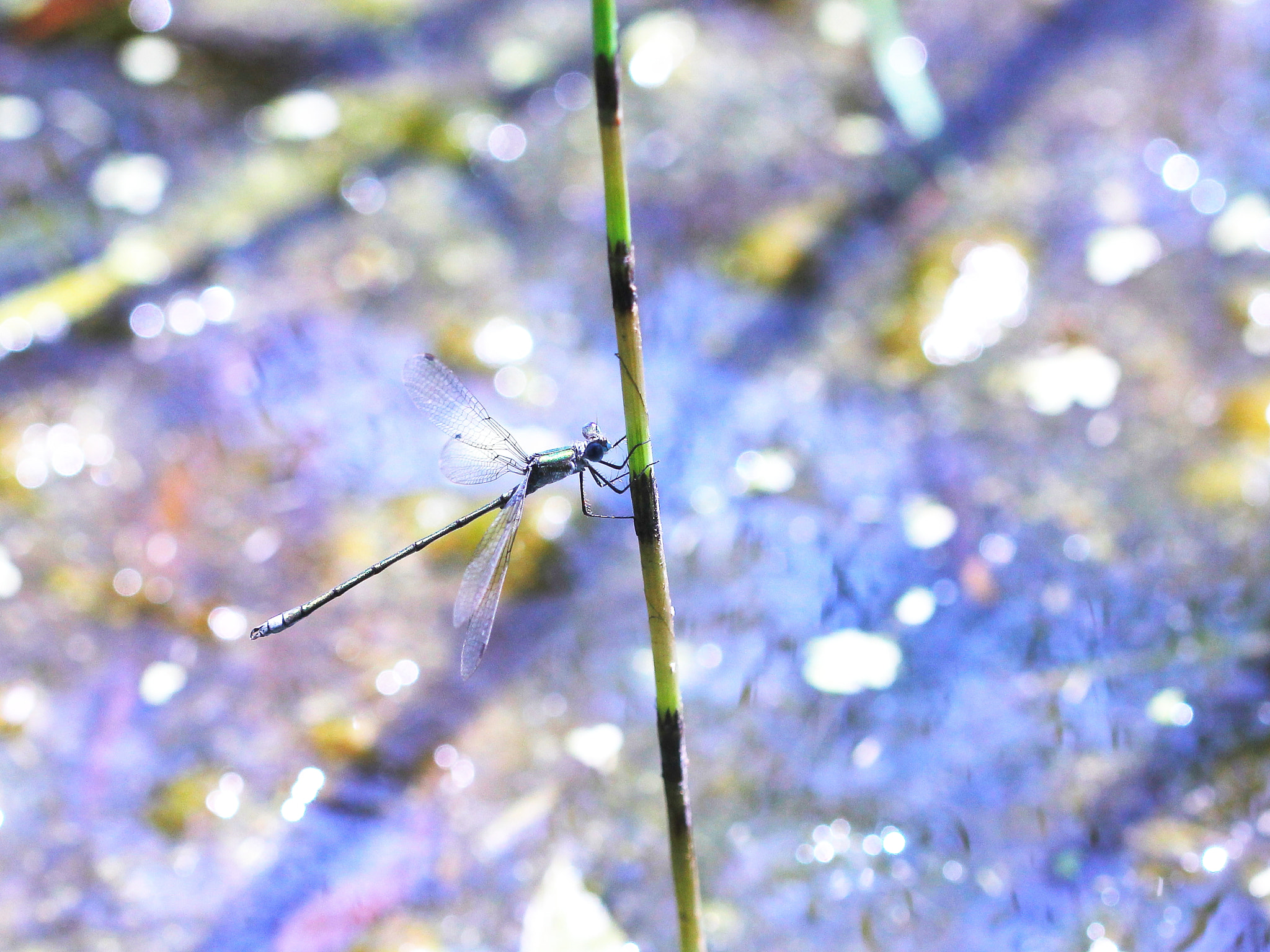 Canon EOS 60D + Canon EF 100mm F2.8L Macro IS USM sample photo. Damselfly in the summer light photography