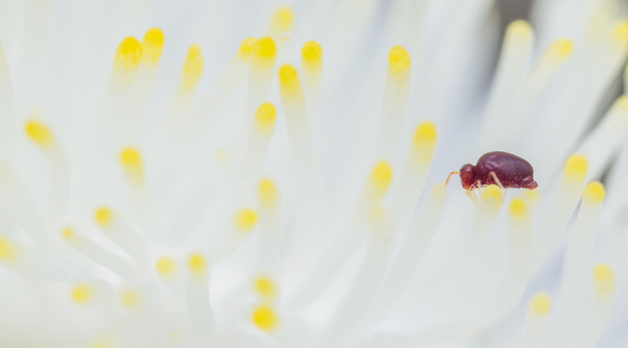 Canon MP-E 65mm F2.5 1-5x Macro Photo sample photo. Deuterosminthurus pallipes photography