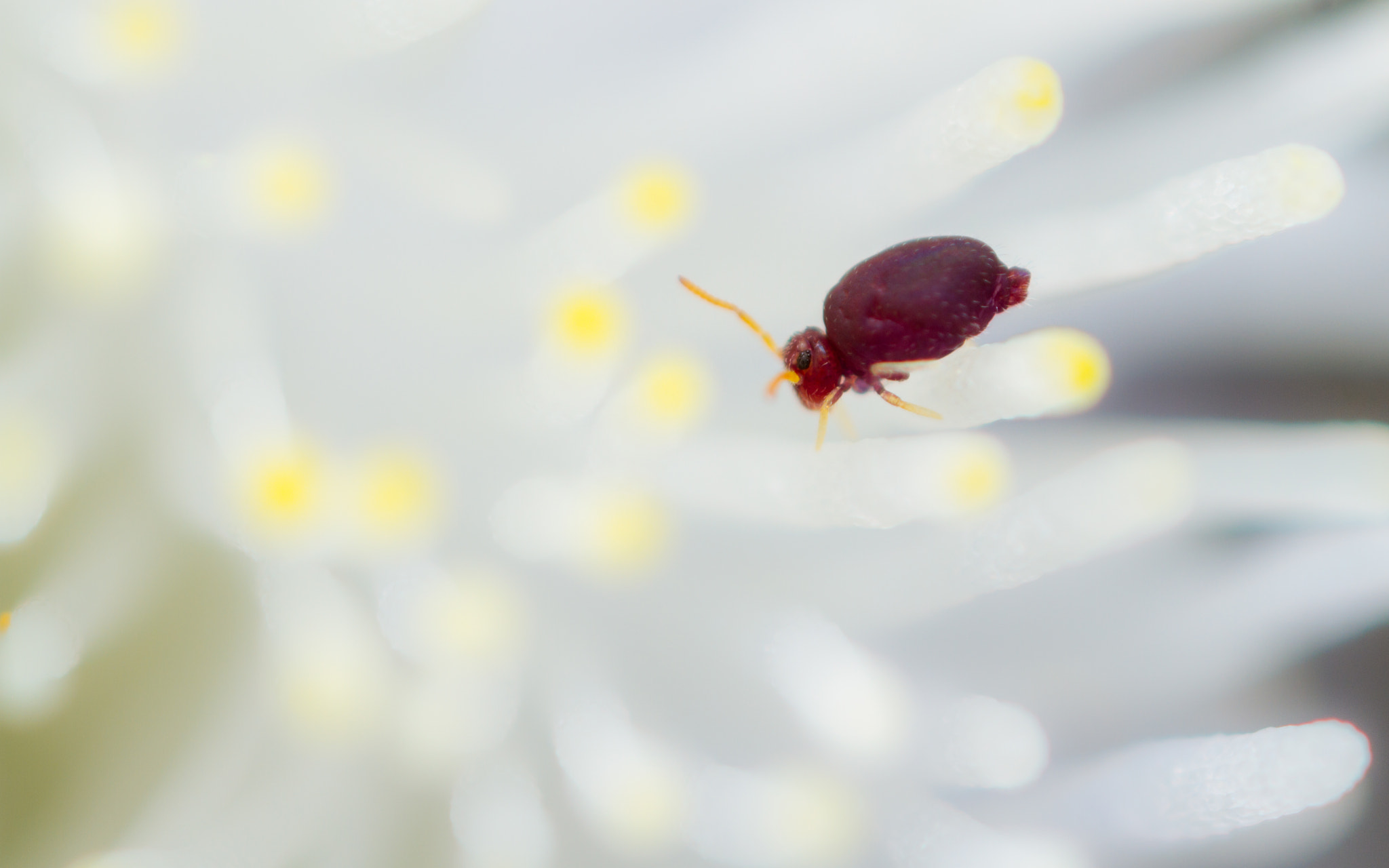 Canon MP-E 65mm F2.5 1-5x Macro Photo sample photo. Deuterosminthurus pallipes photography