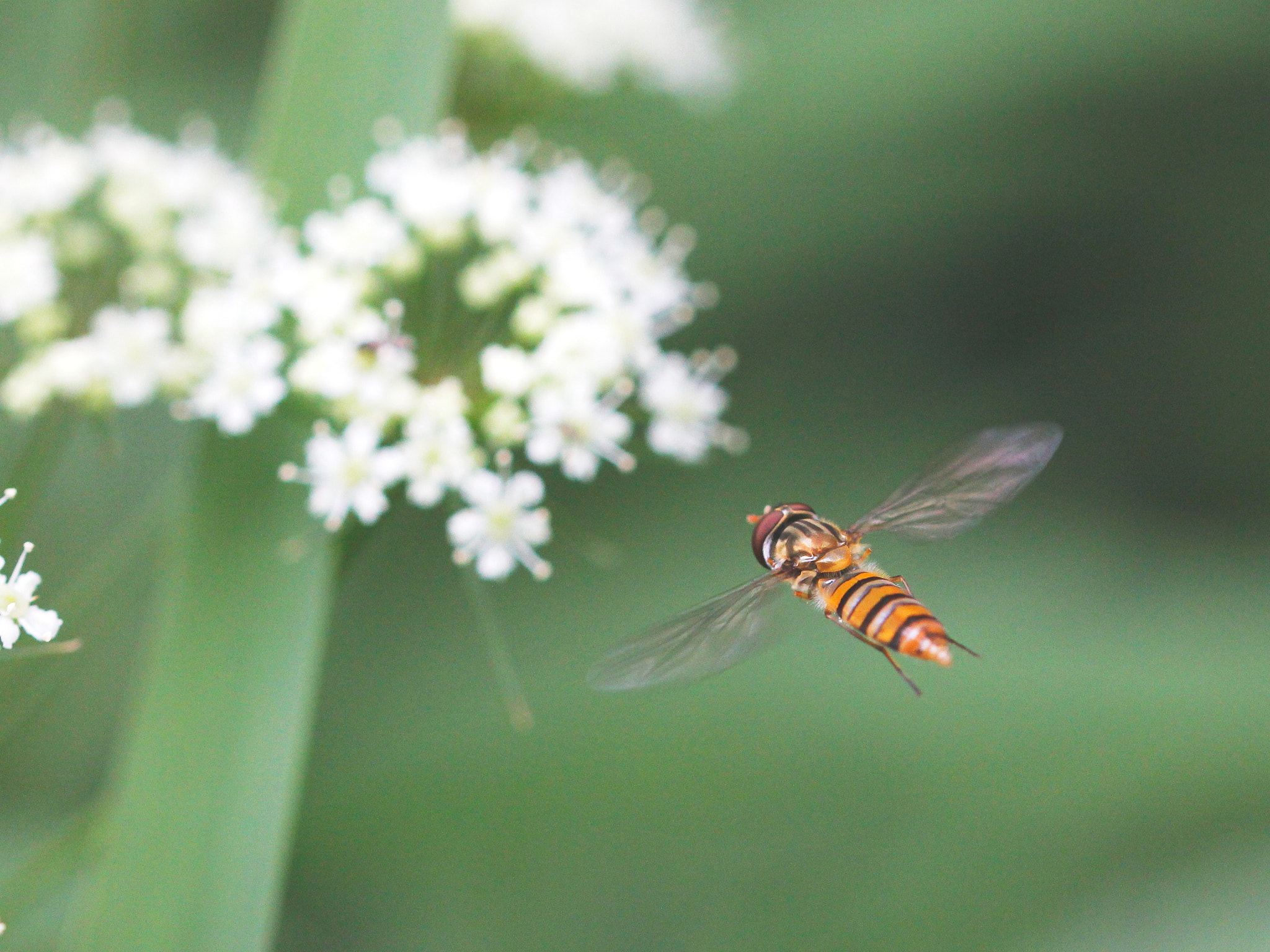 Canon EOS 60D + Canon EF 100mm F2.8L Macro IS USM sample photo. Dash to the flower photography