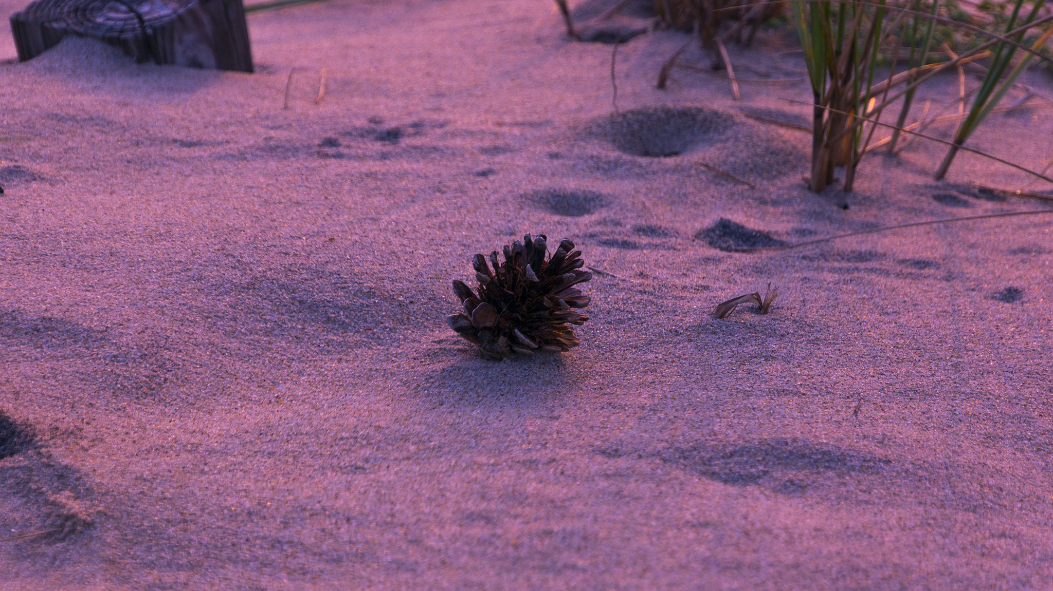 Sony Alpha NEX-6 + Sony E 18-200mm F3.5-6.3 OSS sample photo. Pine cone at the beach photography