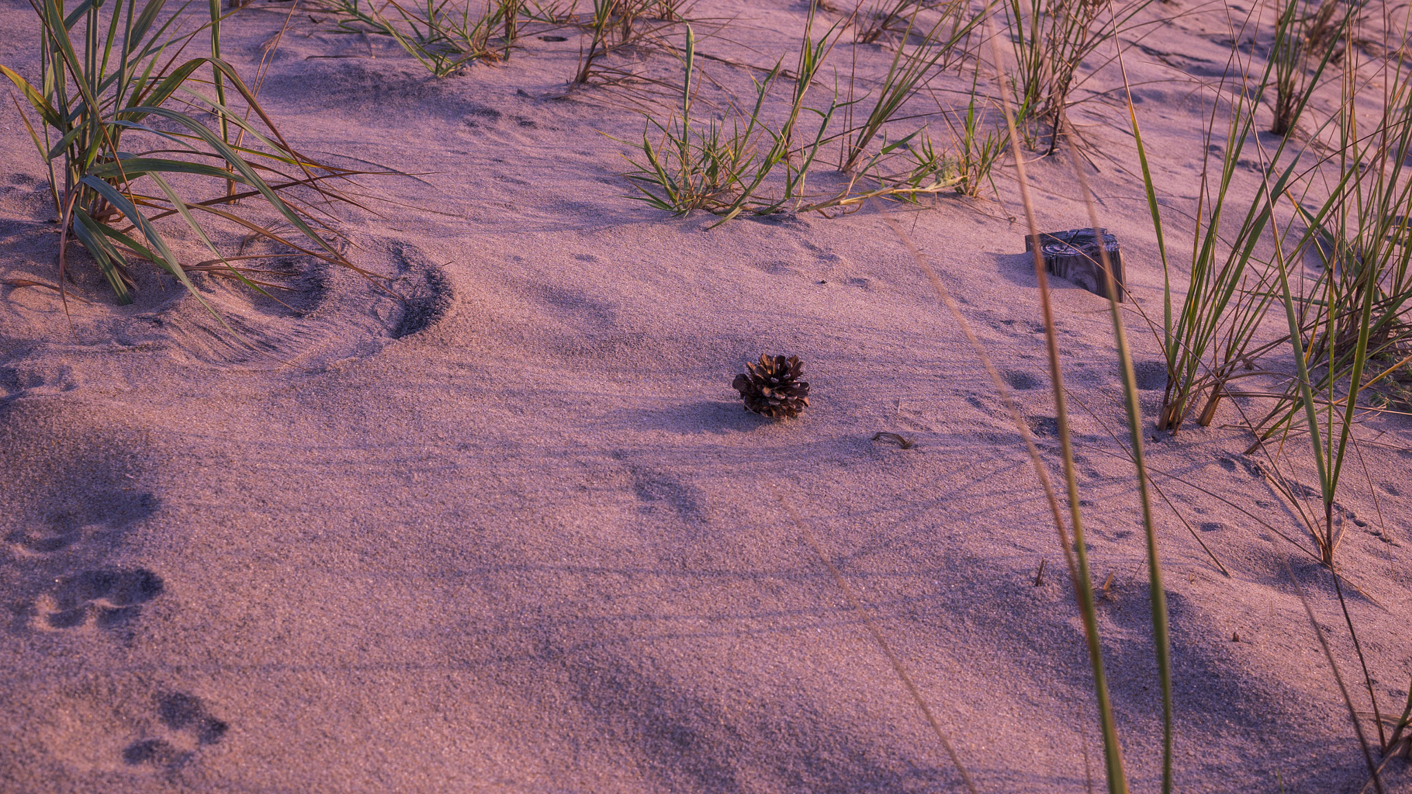 Sony Alpha NEX-6 + Sigma 30mm F2.8 EX DN sample photo. Pine cone at the beach photography