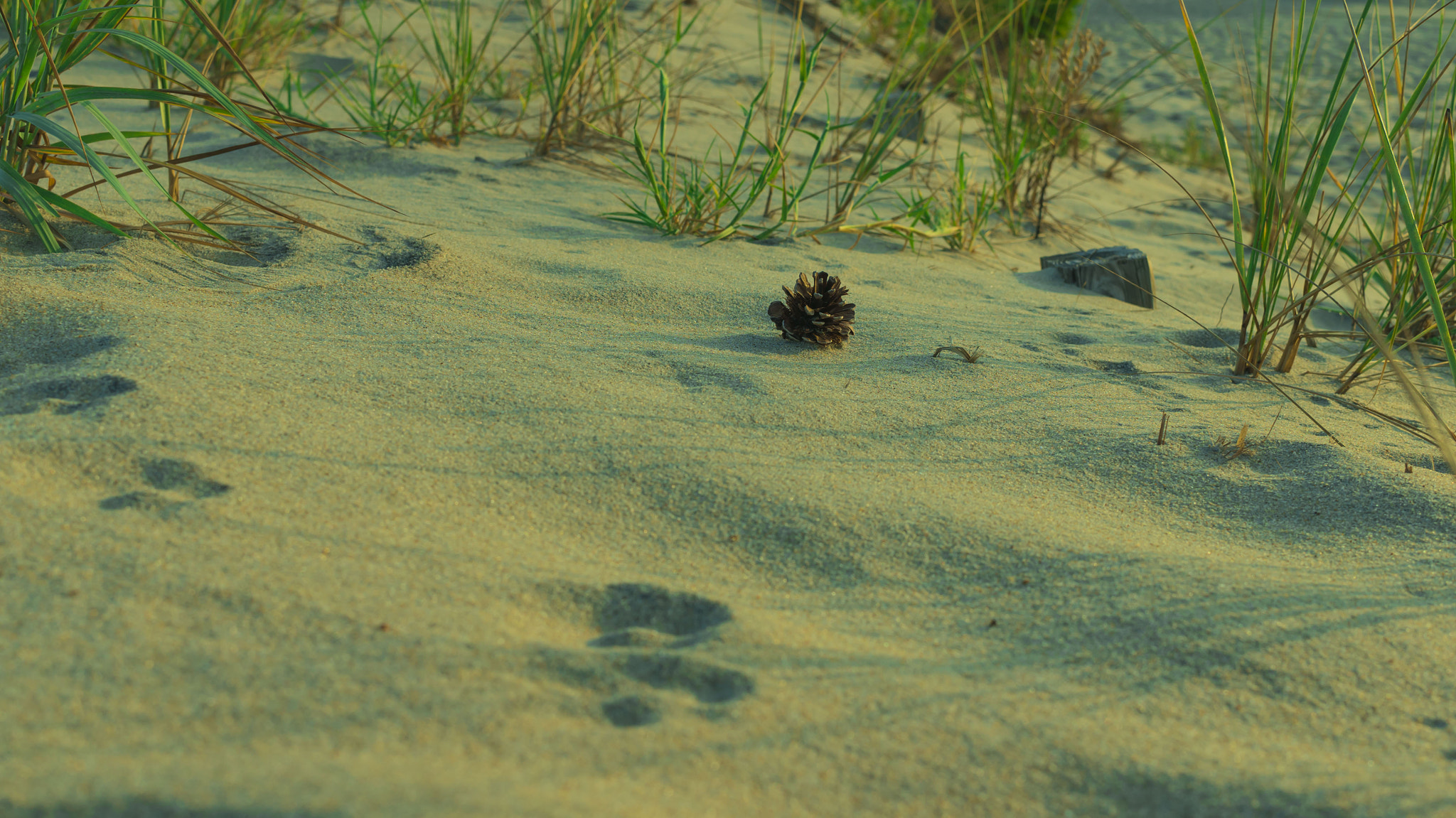 Sony Alpha NEX-6 + Sigma 30mm F2.8 EX DN sample photo. Pine cone at the beach photography