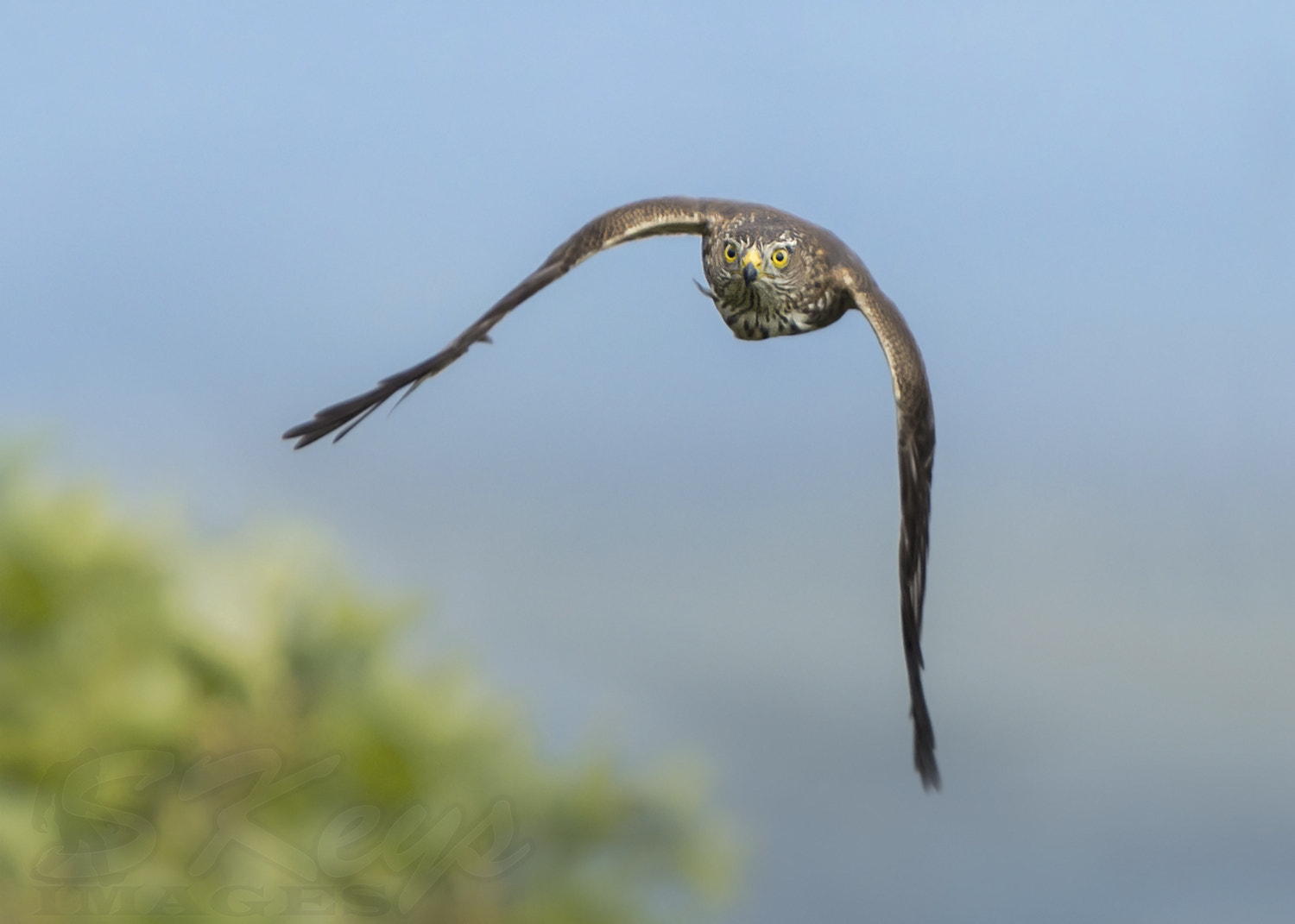 Sigma 500mm F4.5 EX DG HSM sample photo. Eyeing the prize (sharp-shinned hawk) photography