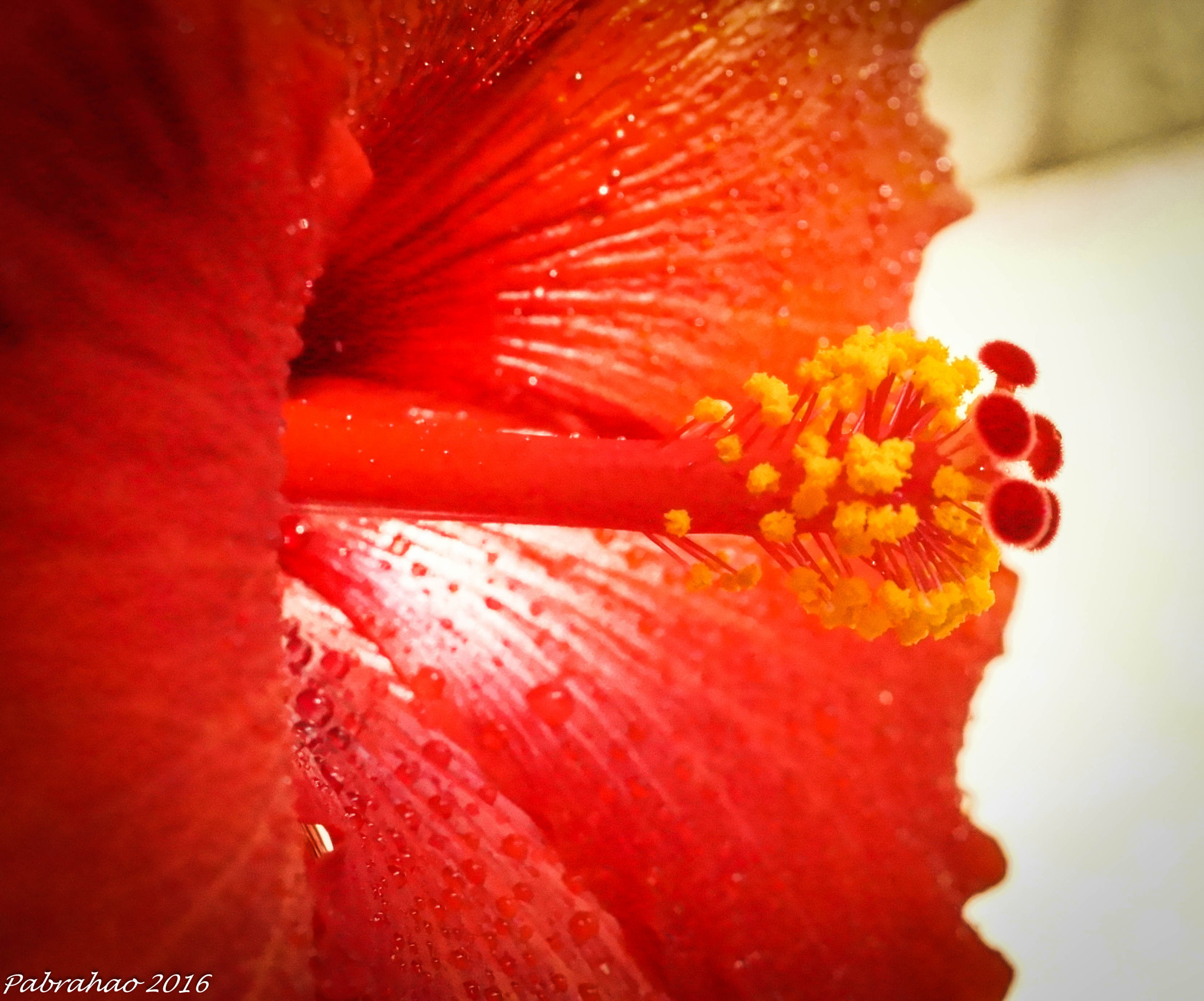 Sony DT 35mm F1.8 SAM sample photo. Red hibiscus. photography