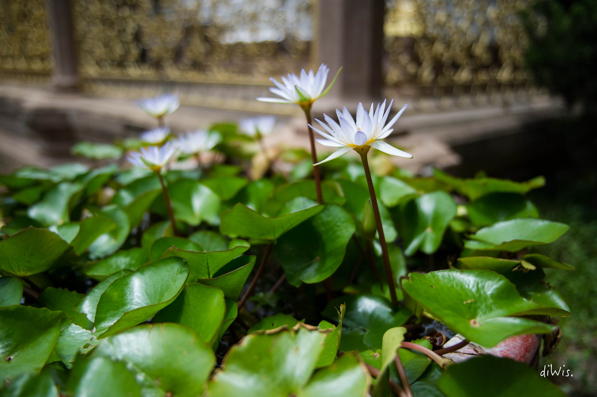 Sigma 24-70mm F2.8 EX DG HSM sample photo. Temple flower photography