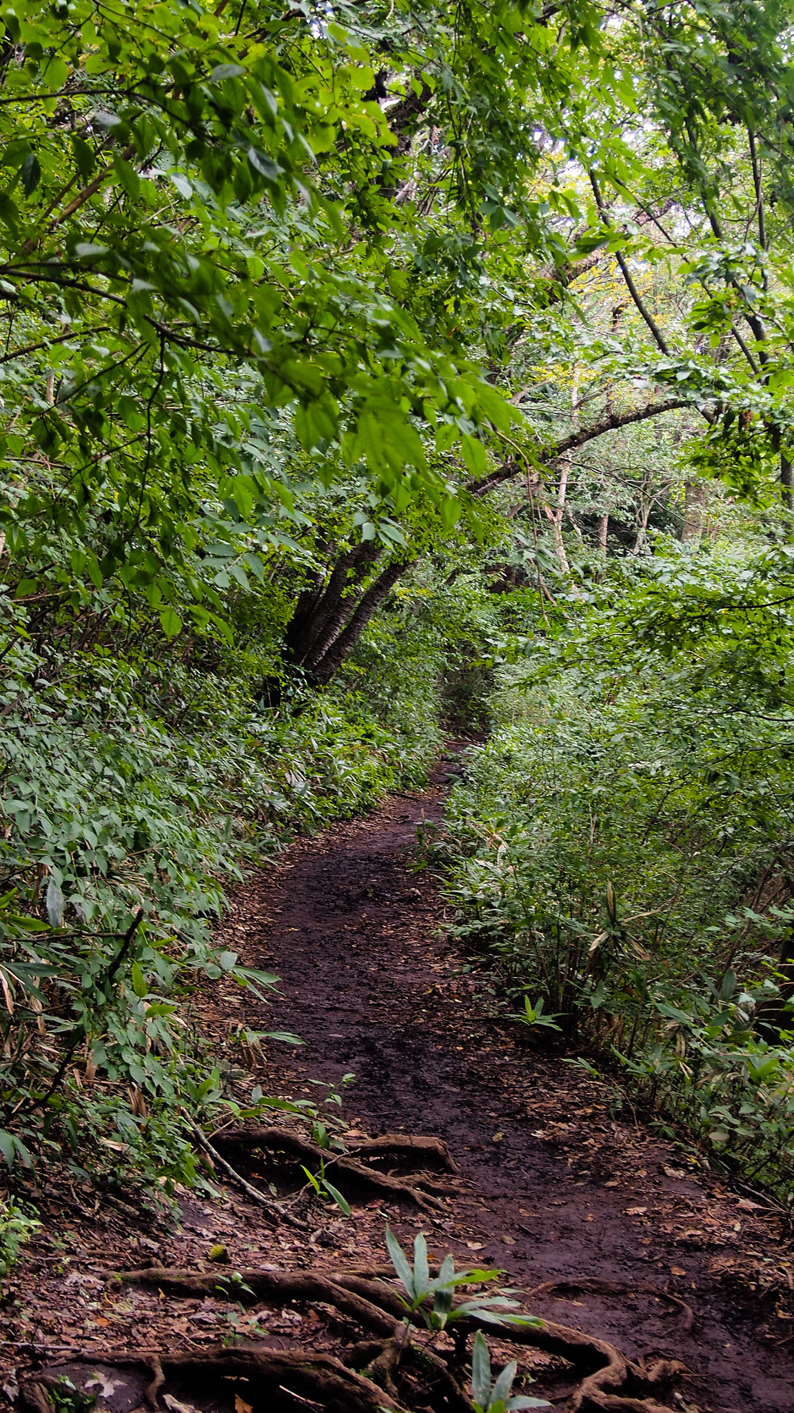 Olympus PEN E-PM2 sample photo. Empty path photography