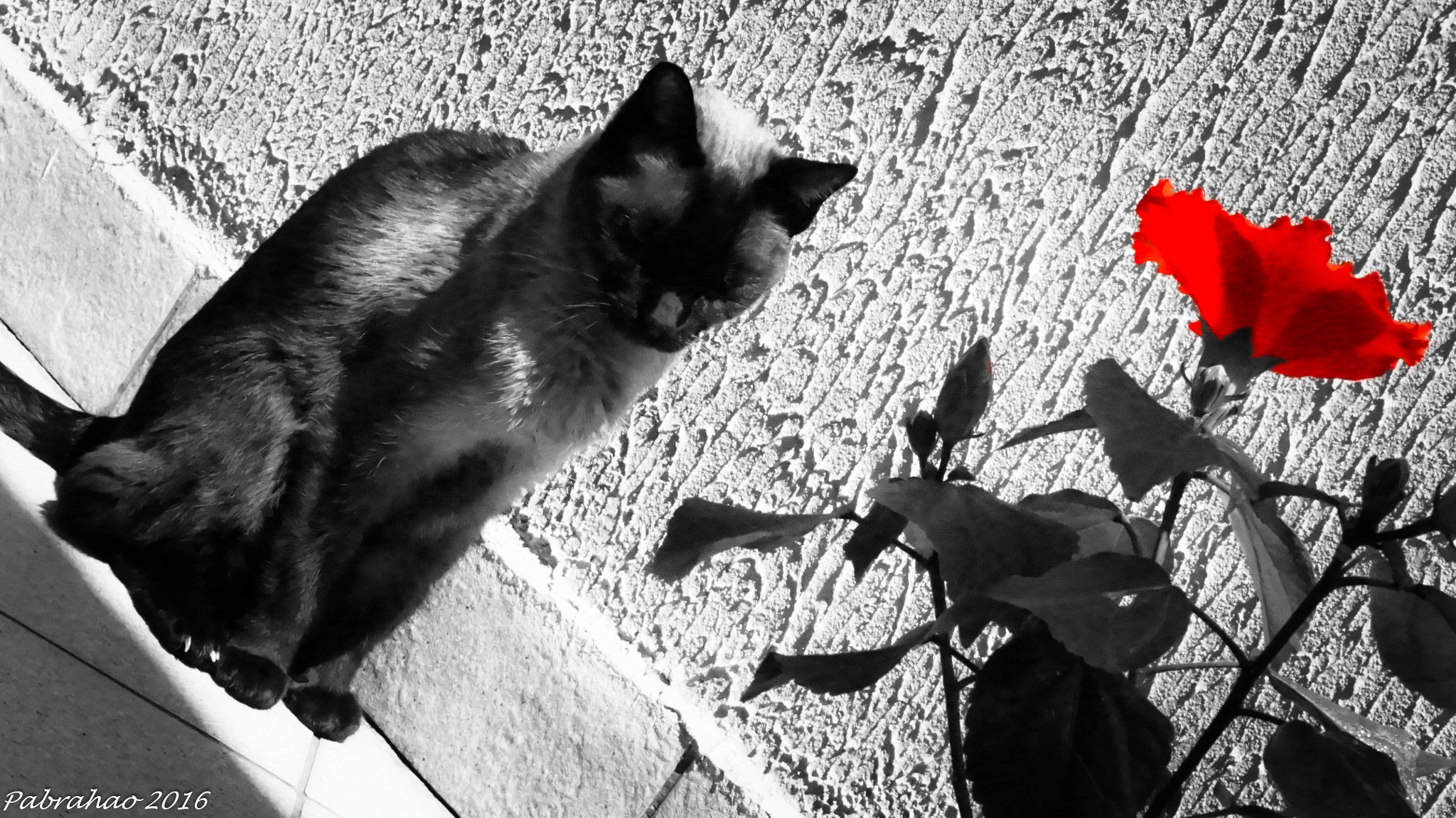 Sony SLT-A57 + Sony DT 35mm F1.8 SAM sample photo. Frida and the red flower. photography