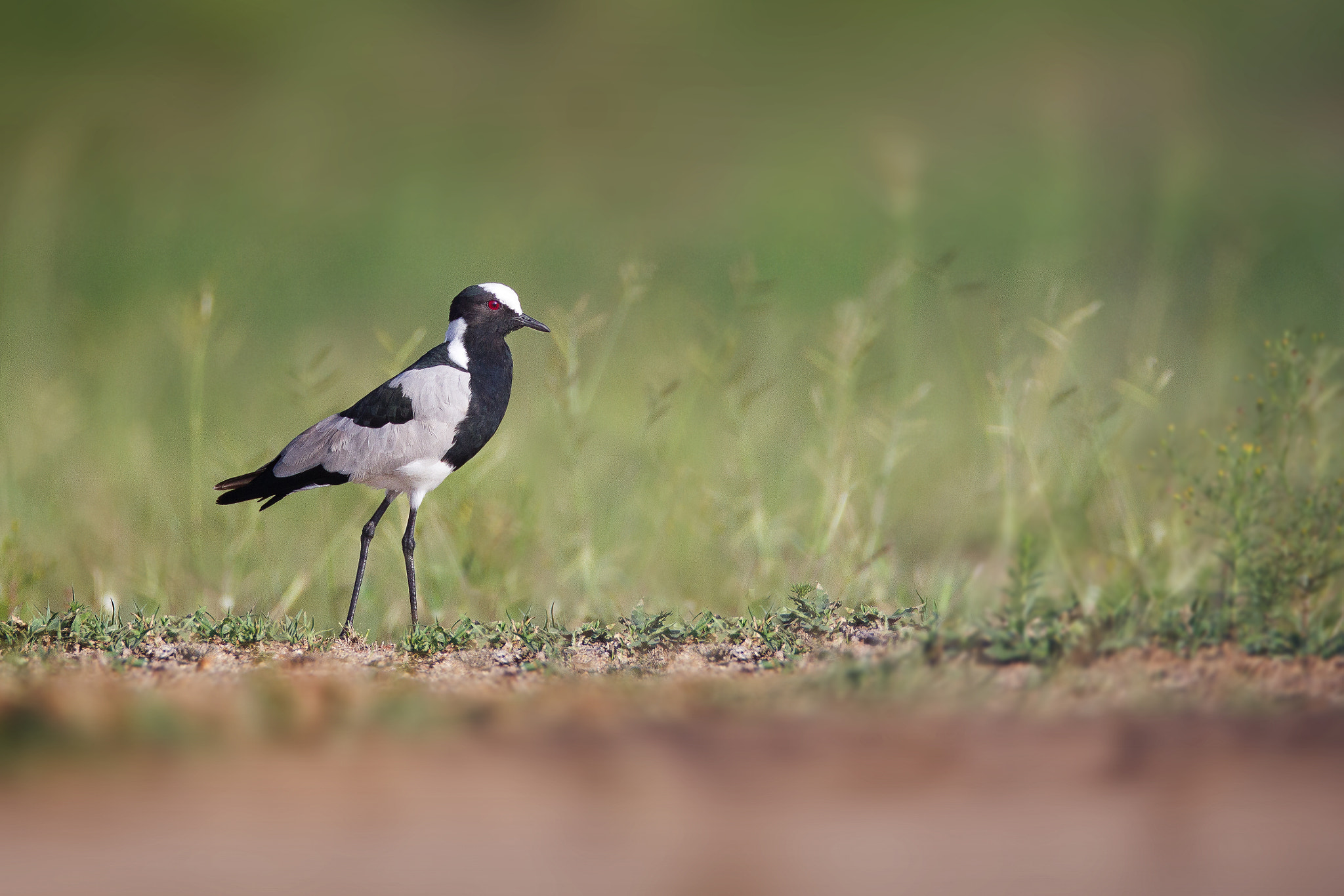 Canon EOS 7D + Canon EF 600mm f/4L IS sample photo. Blacksmith plover photography