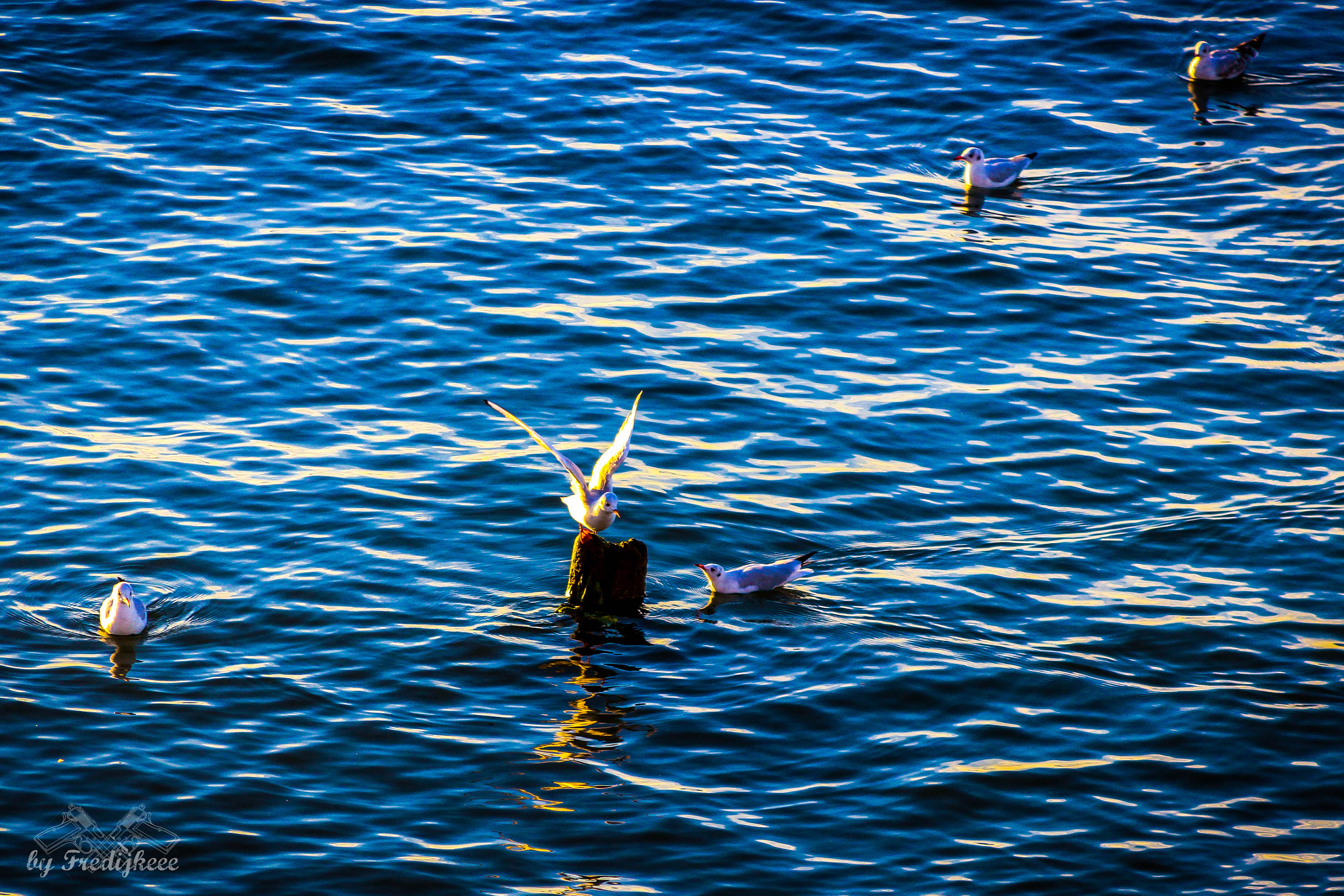 Canon EF 28-135mm F3.5-5.6 IS USM sample photo. Seagull photography