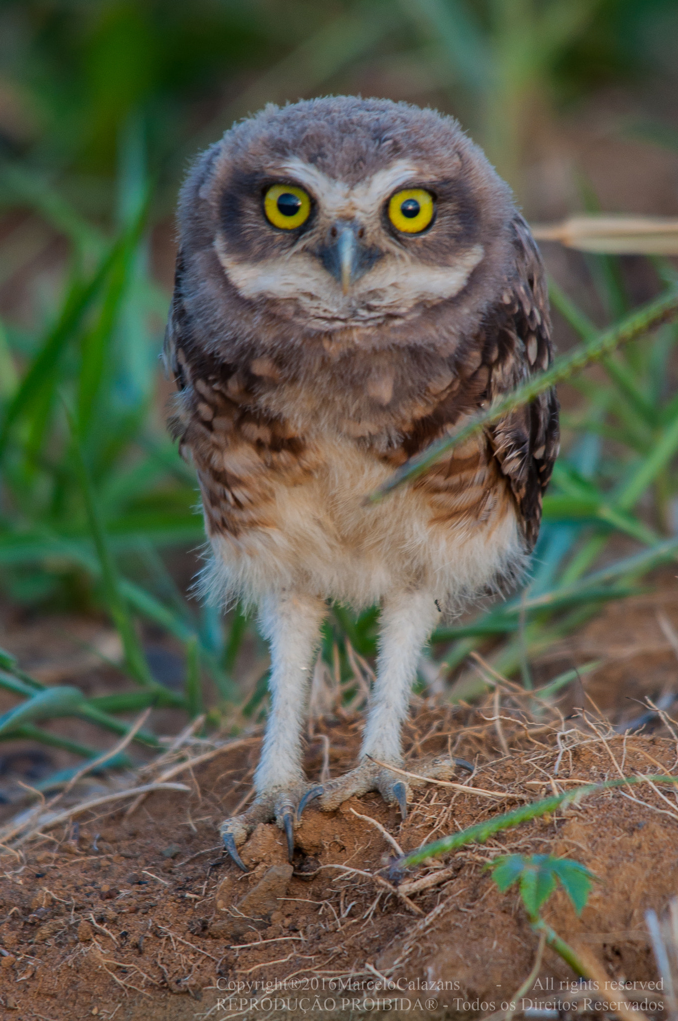 Sigma 150-500mm F5-6.3 DG OS HSM sample photo. Burrowing owl photography