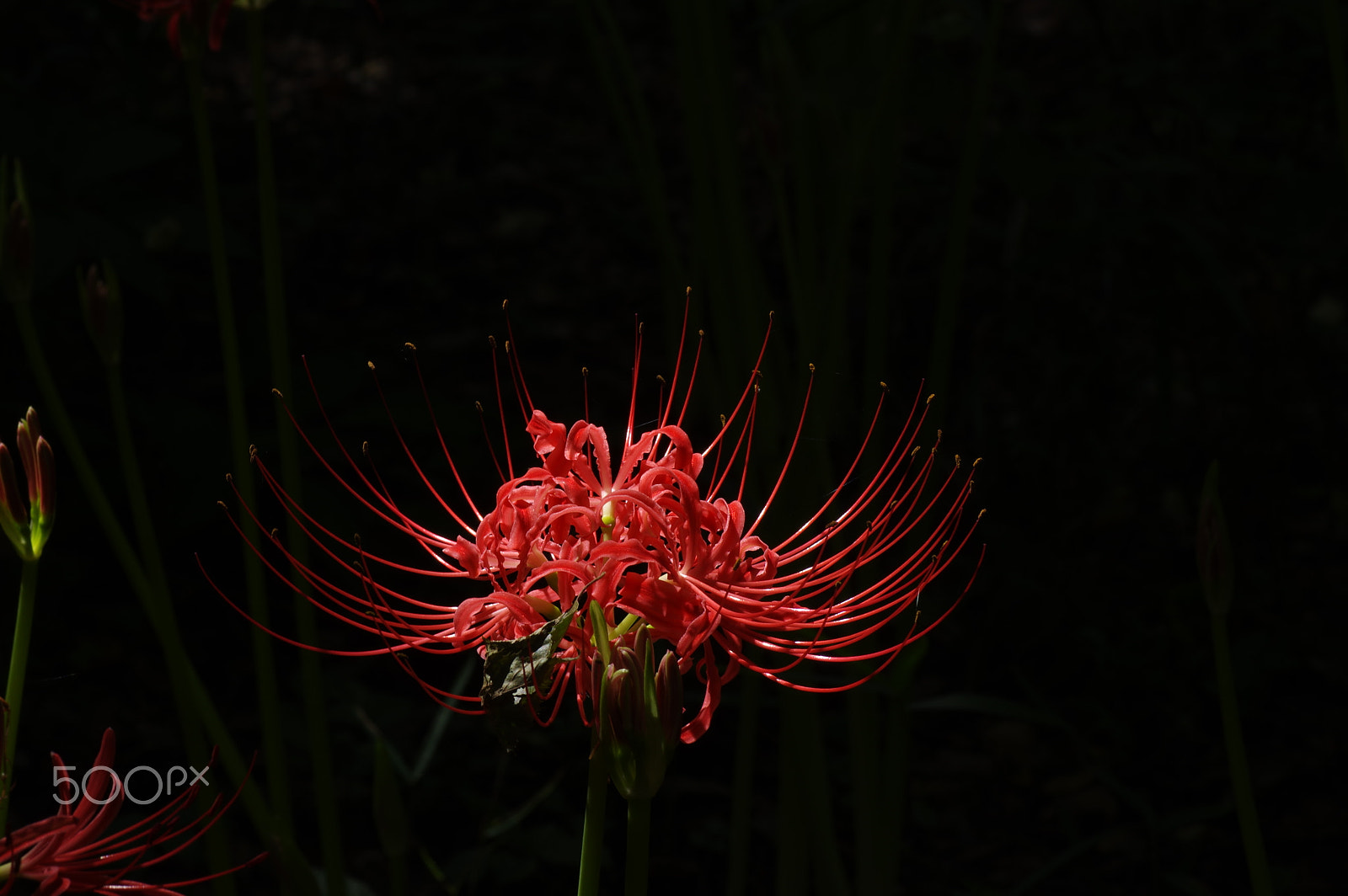 Pentax K-3 II + Tamron SP AF 90mm F2.8 Di Macro sample photo. Cluster amarylis photography