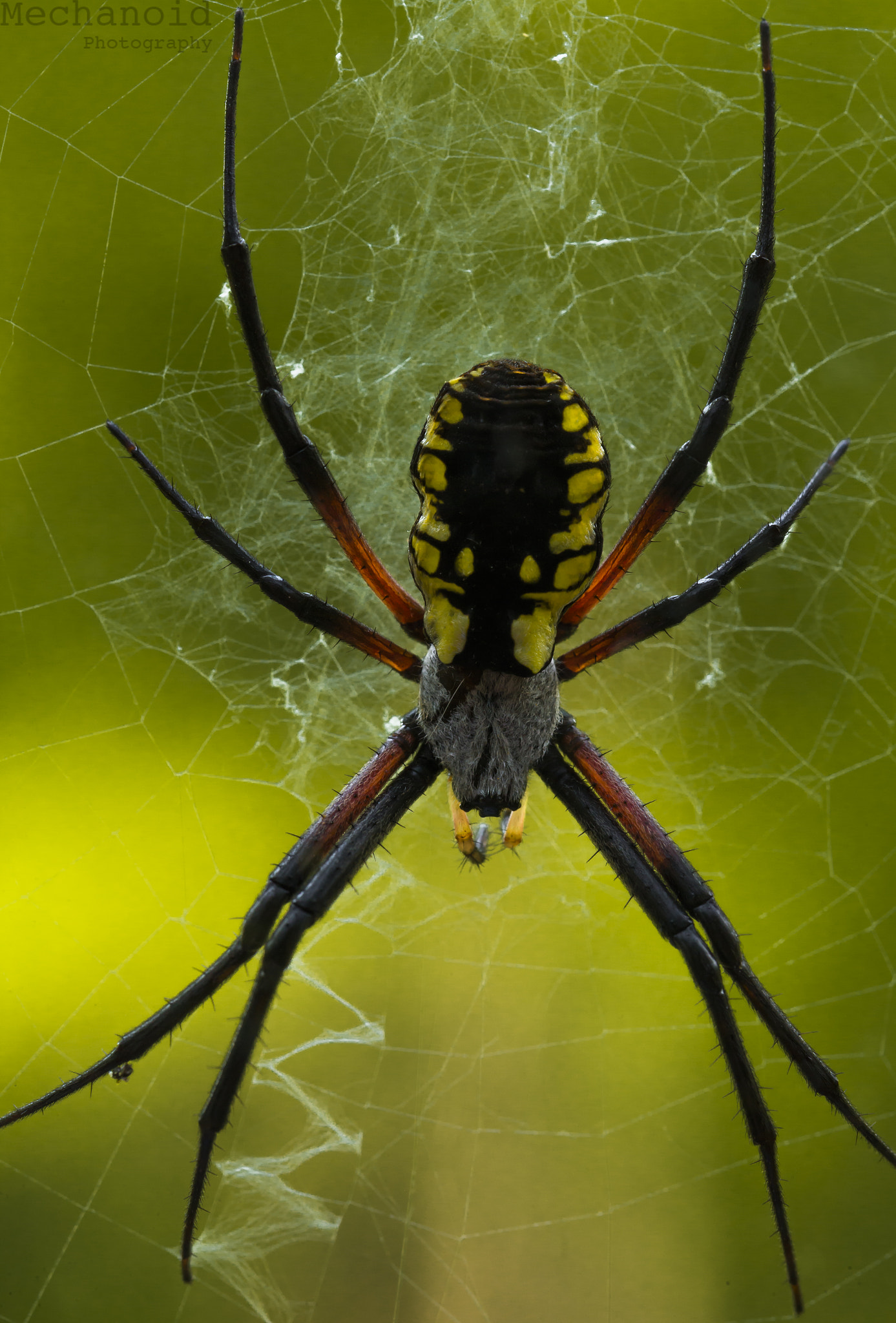 Canon EOS-1D C sample photo. The not so itsy bitsy spider photography